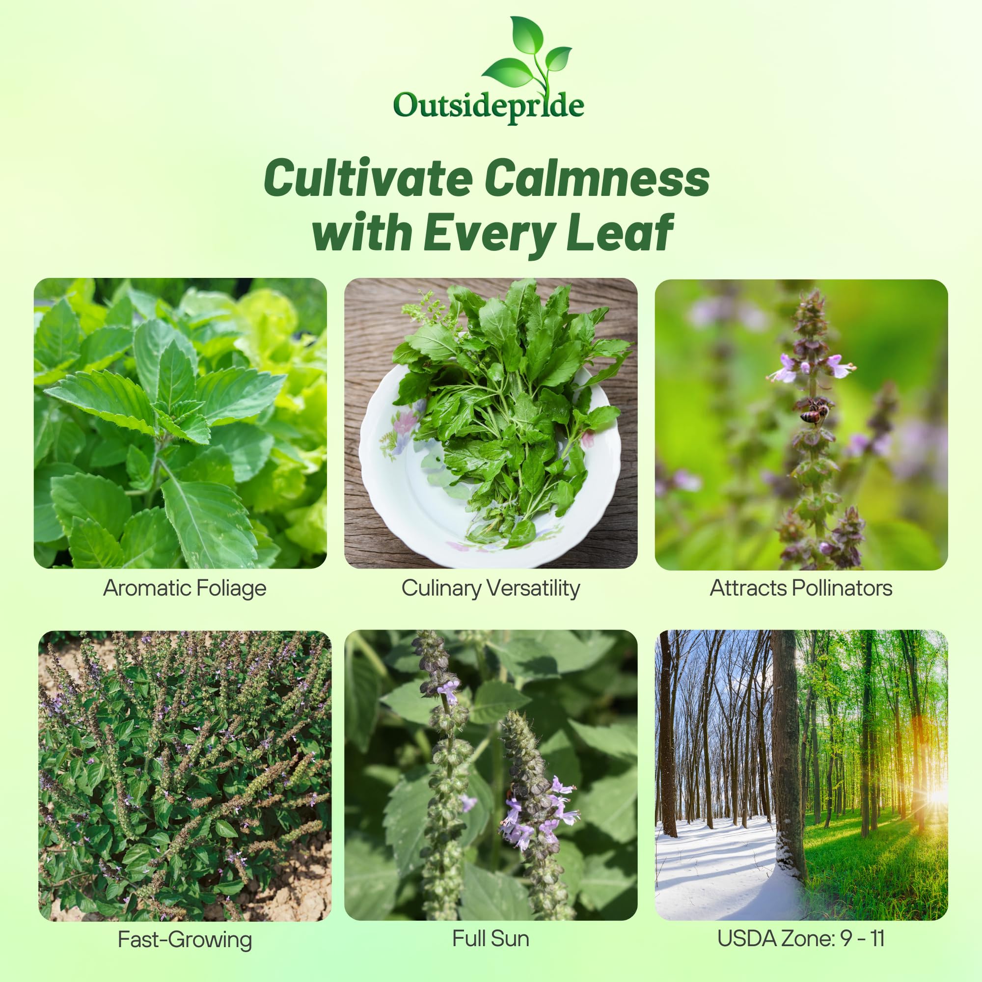 Holy Basil Images