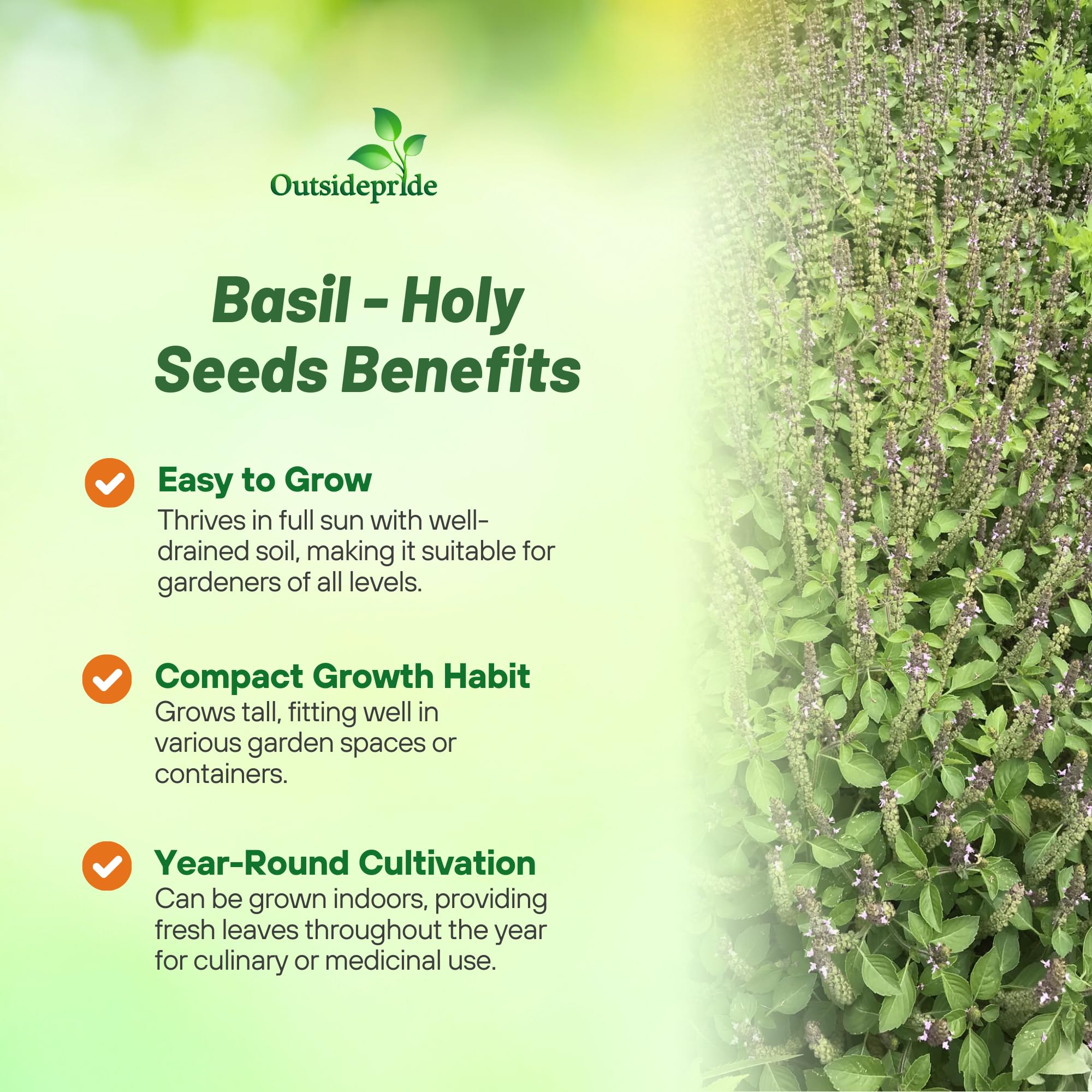 Holy Basil Benefits