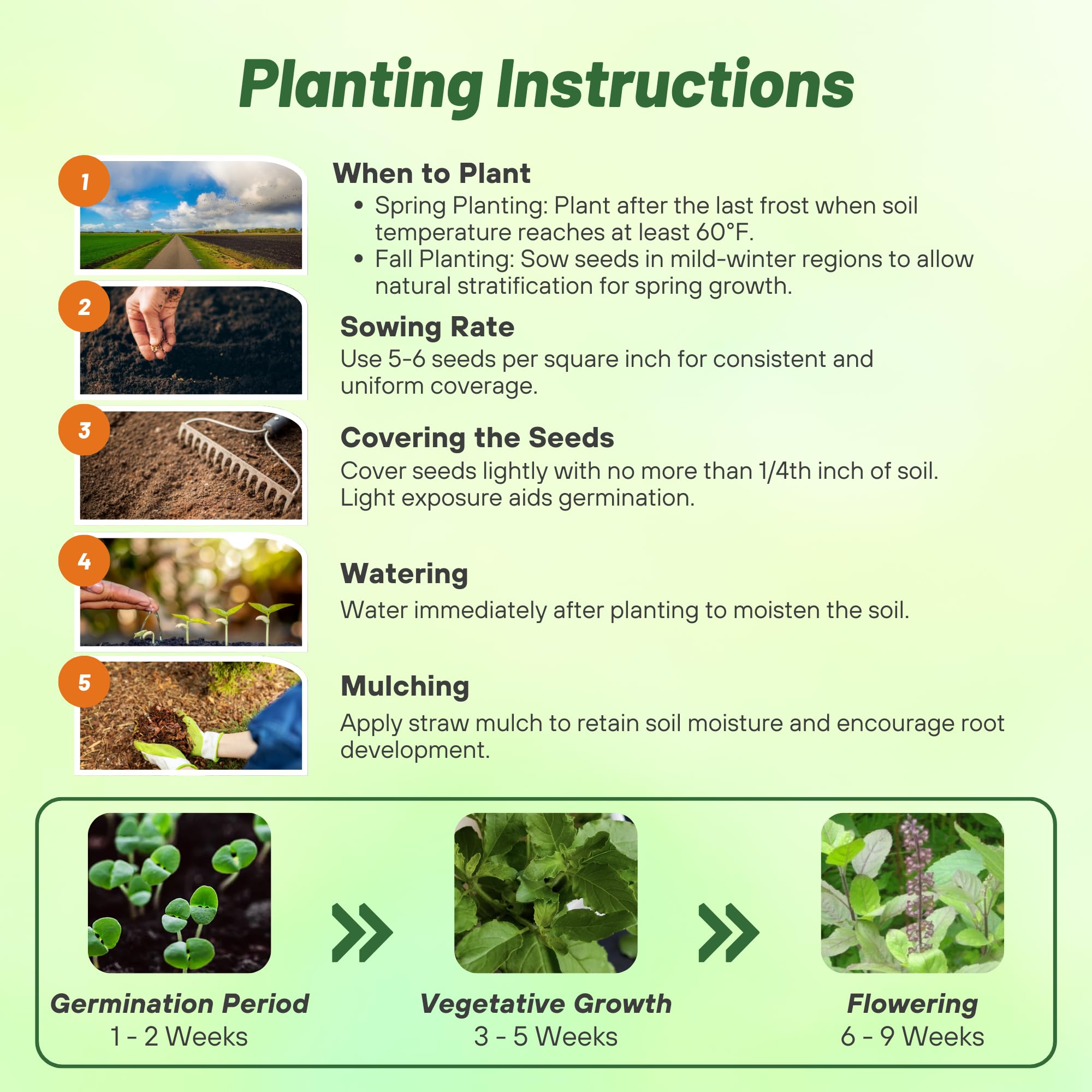 Holy Basil Herb Planting Directions