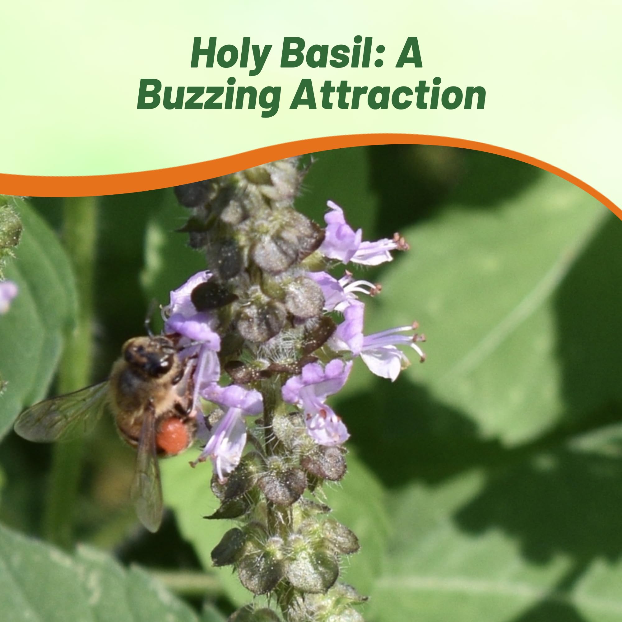 Holy Basil Aromatic Foliage