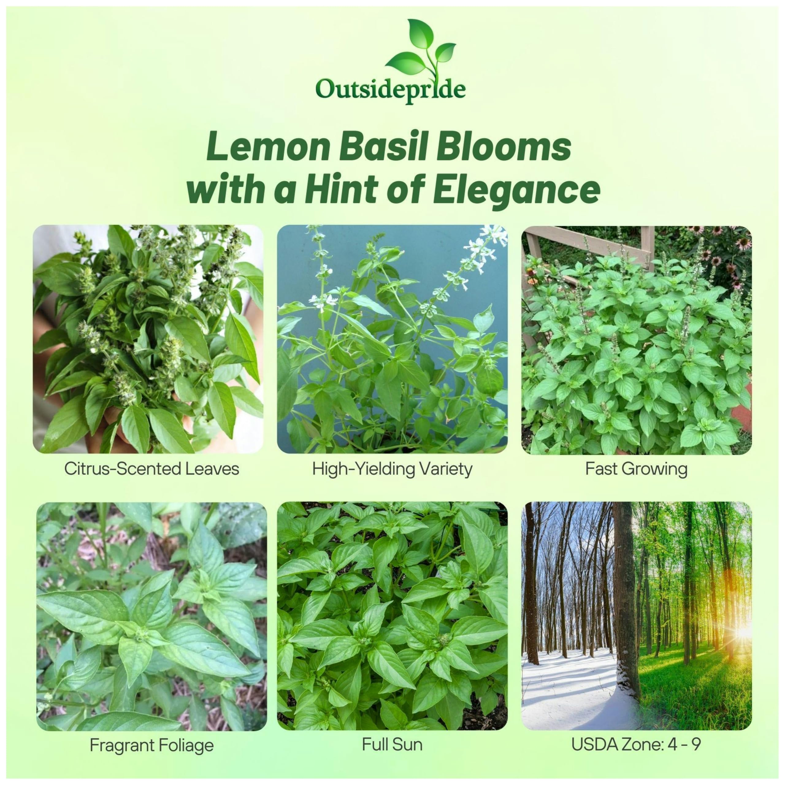 Basil Lemon Herb