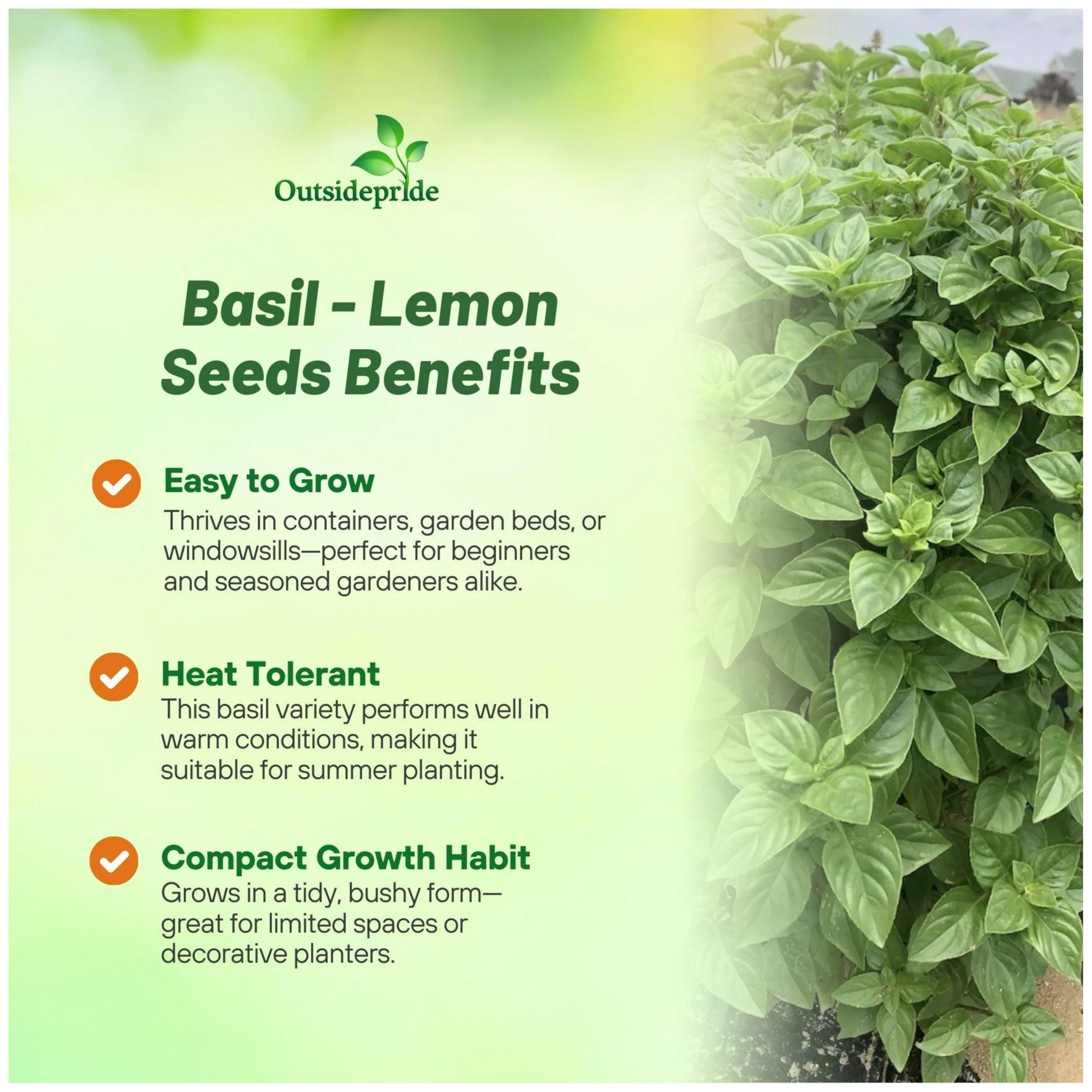 Lemon Basil Planting Instructions