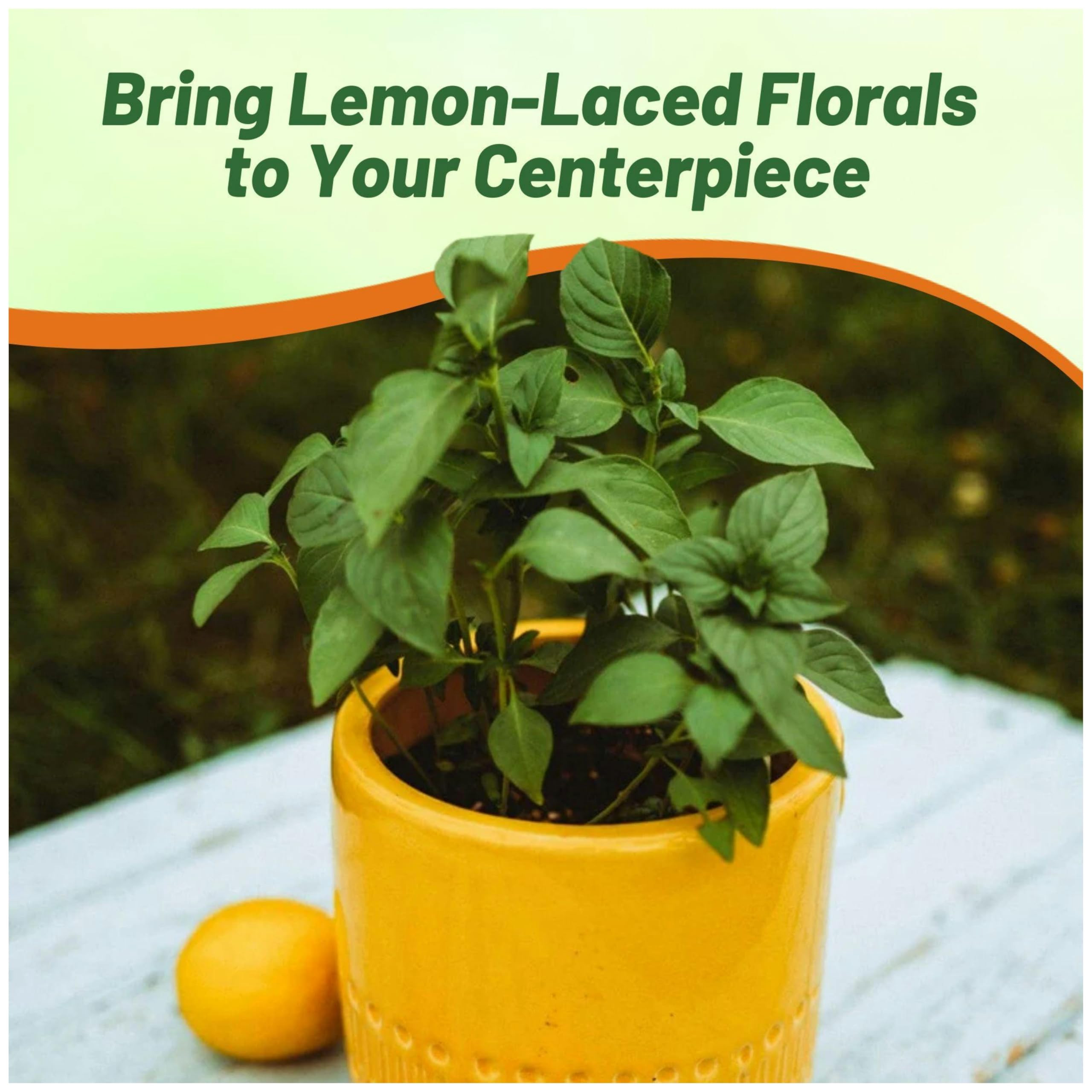 Basil Lemon For Flavoring Cuisine