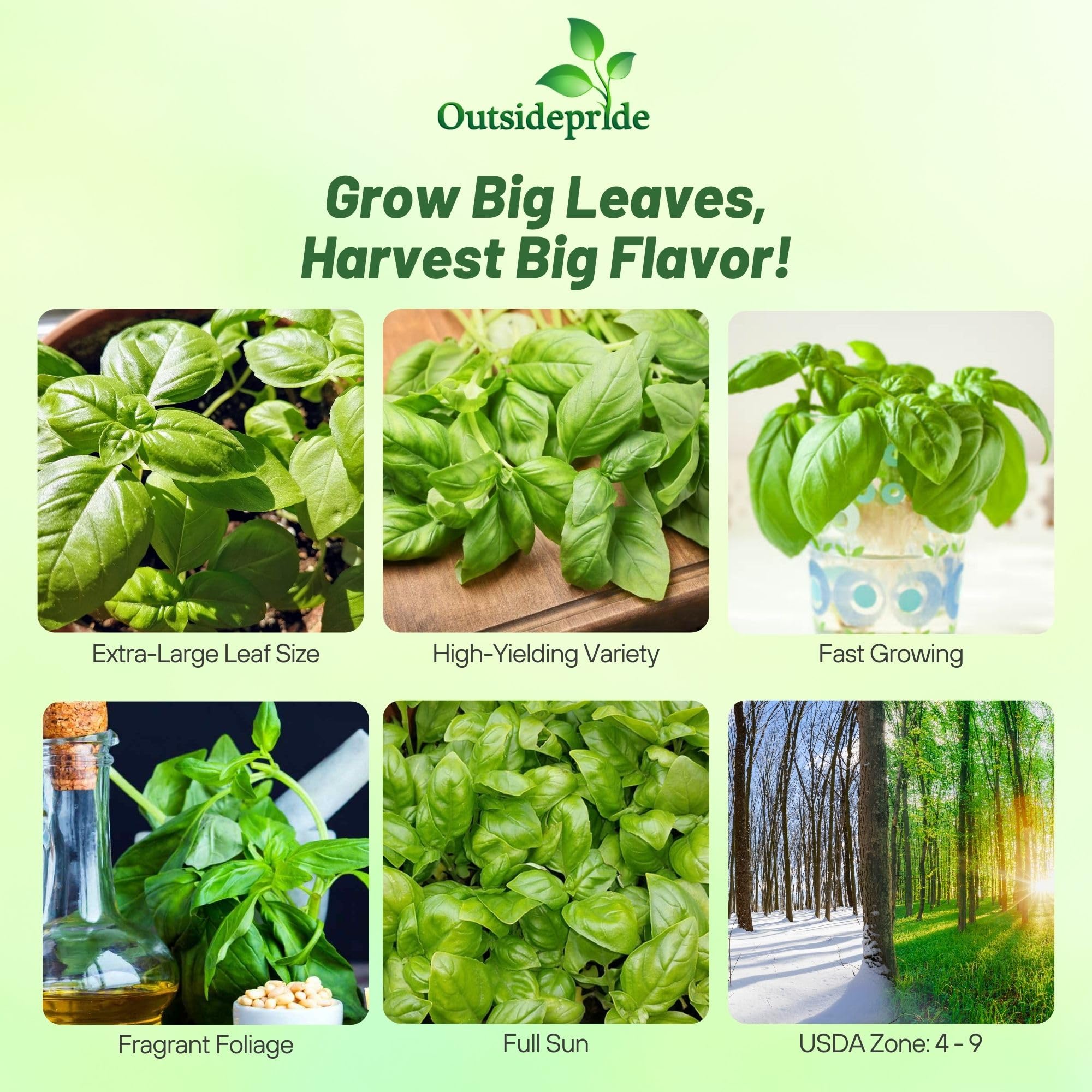 Sweet Basil Large Leaf