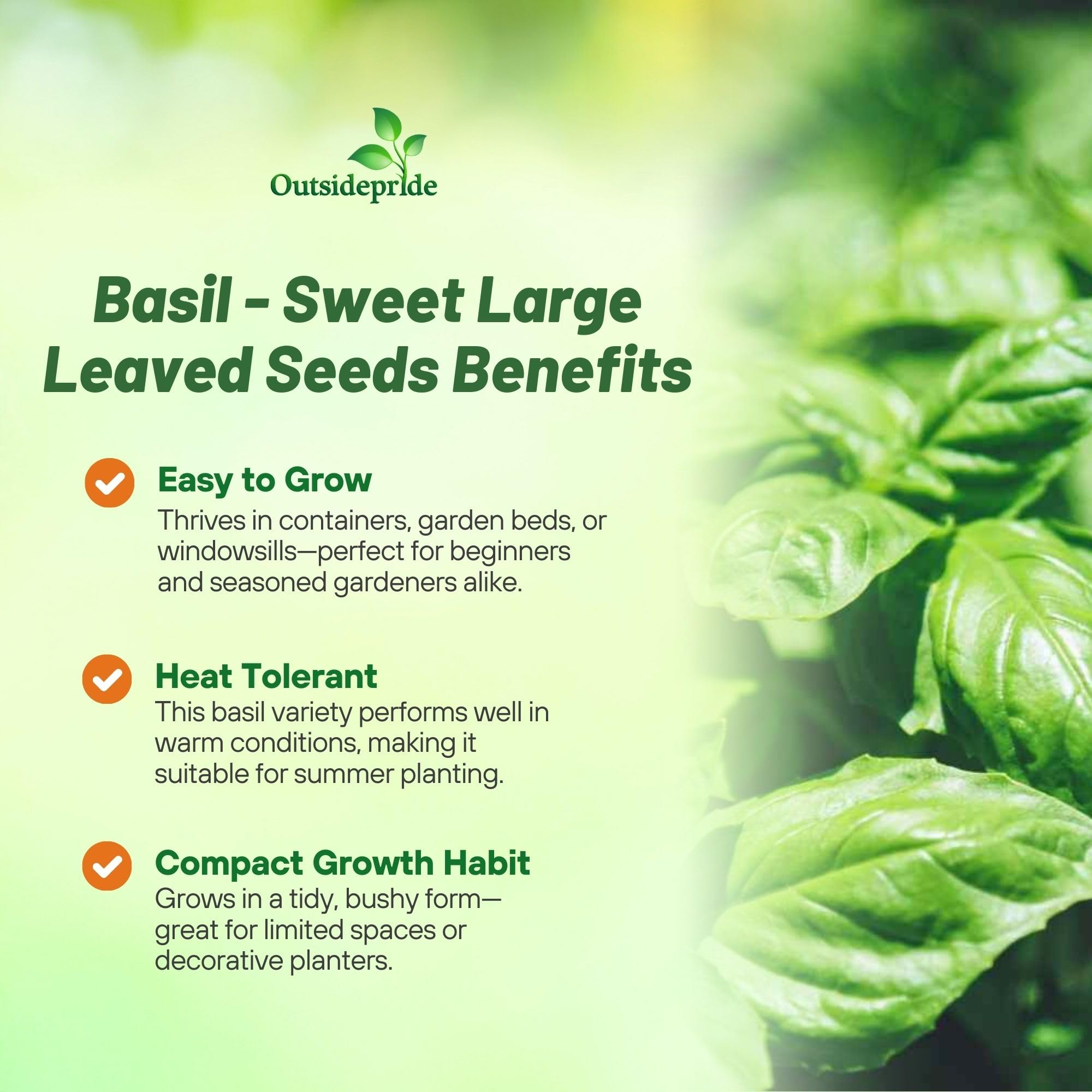 Large Leaf Sweet Basil Herb