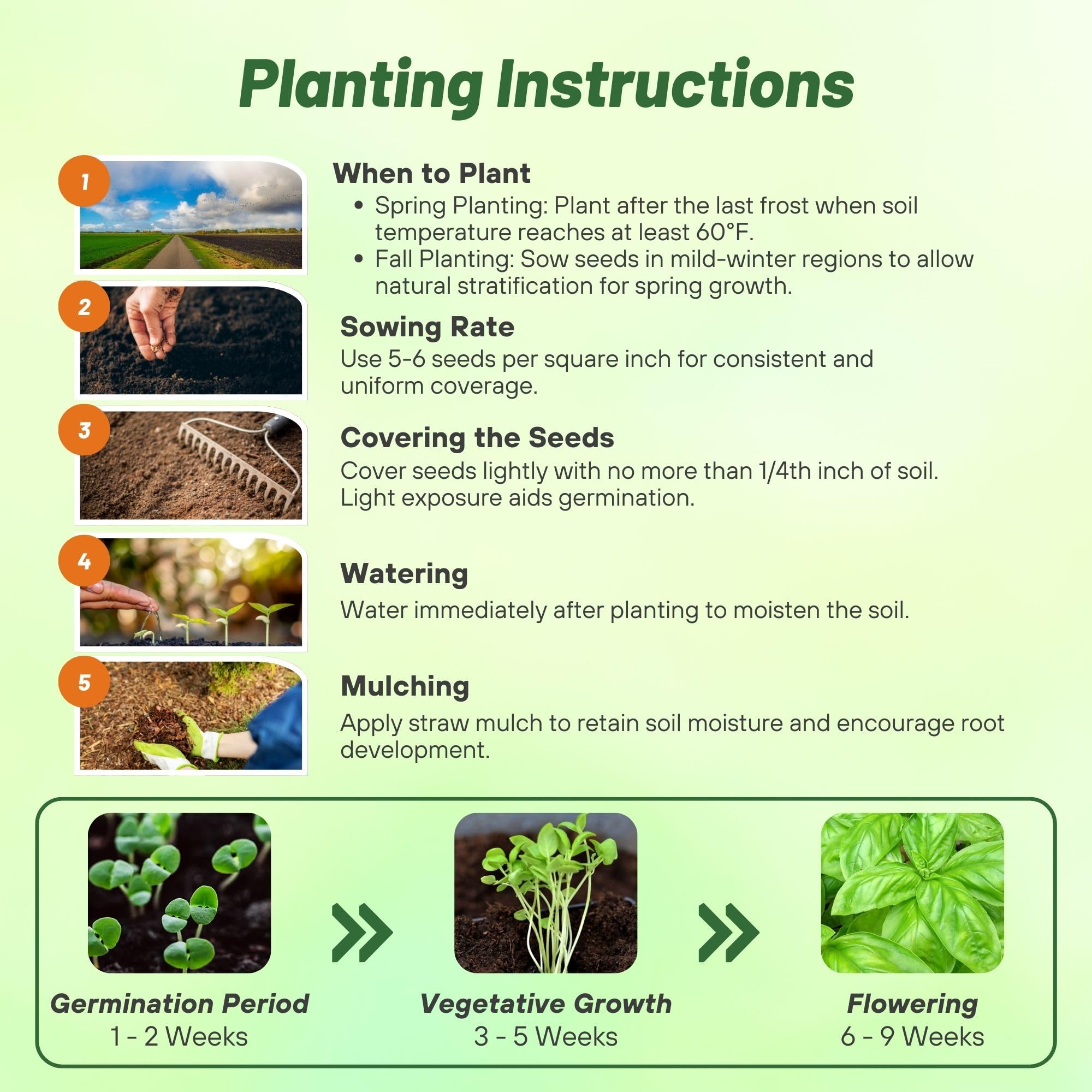 Sweet Basil Planting Directions