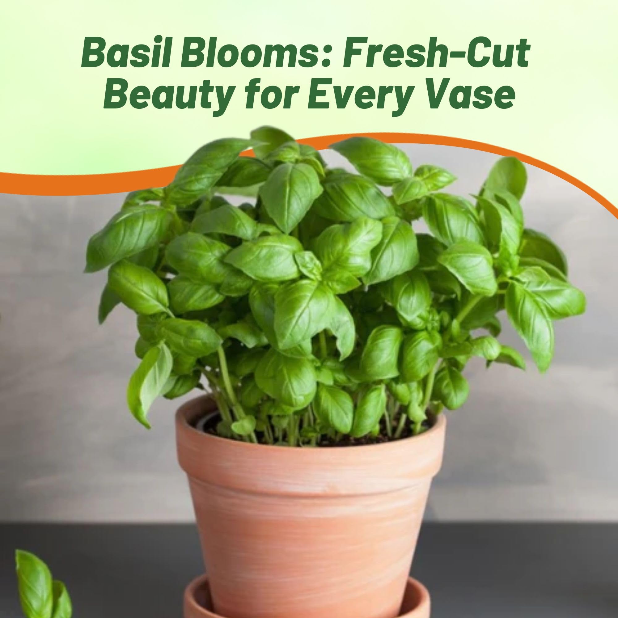 Sweet Basil Herb Garden