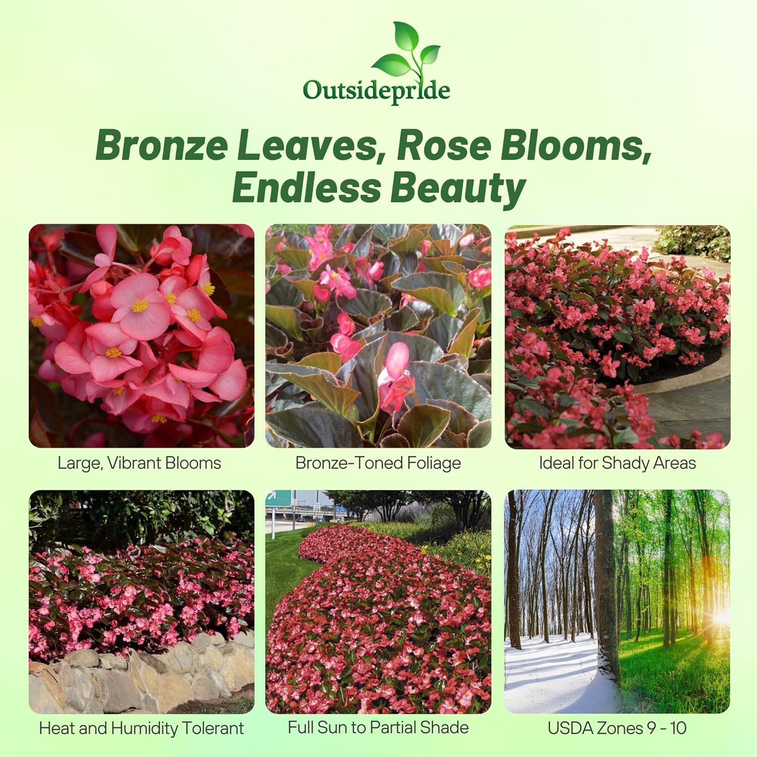 Begonia Megawatt Rose Bronze In Bloom