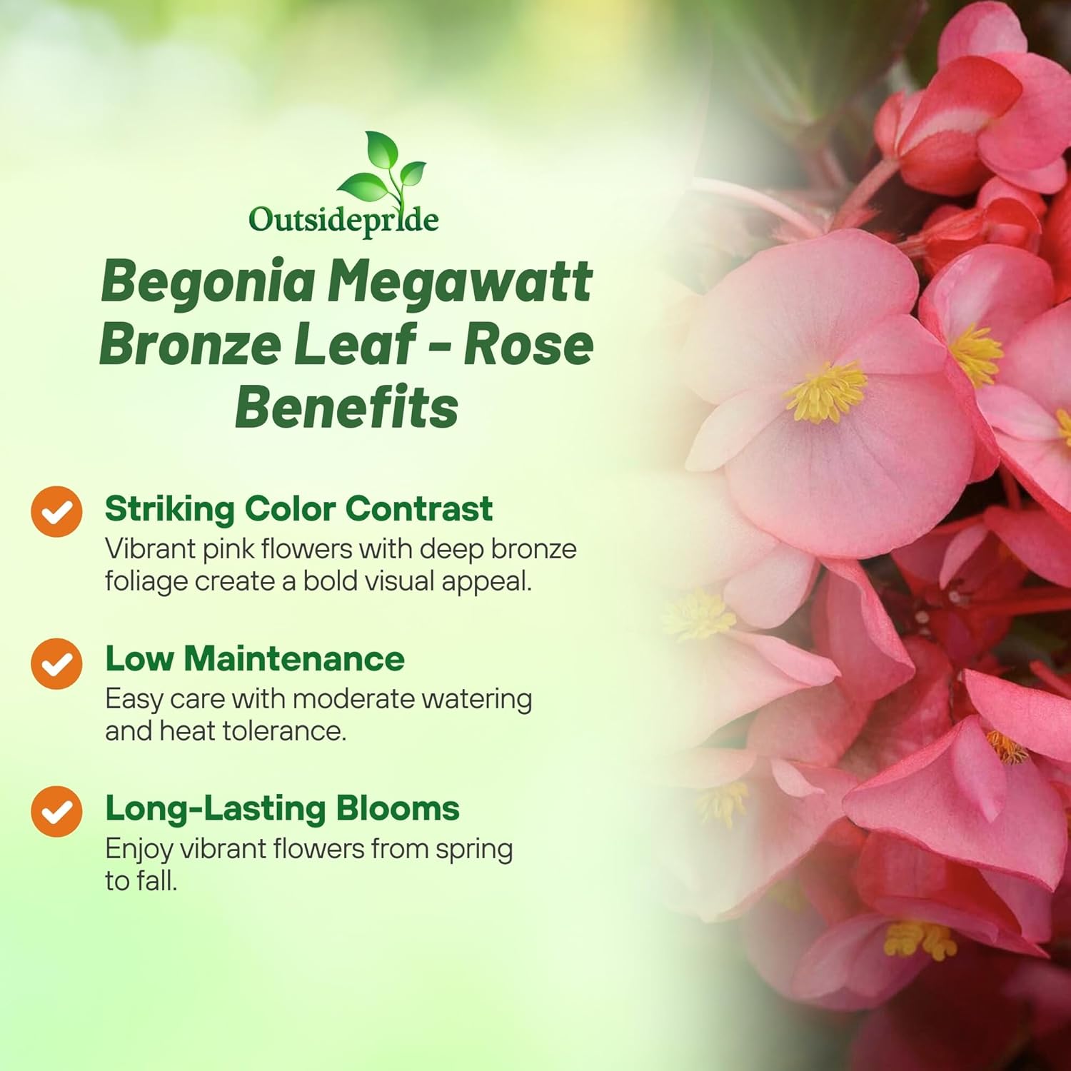 Begonia Megawatt Rose Bronze Benefits