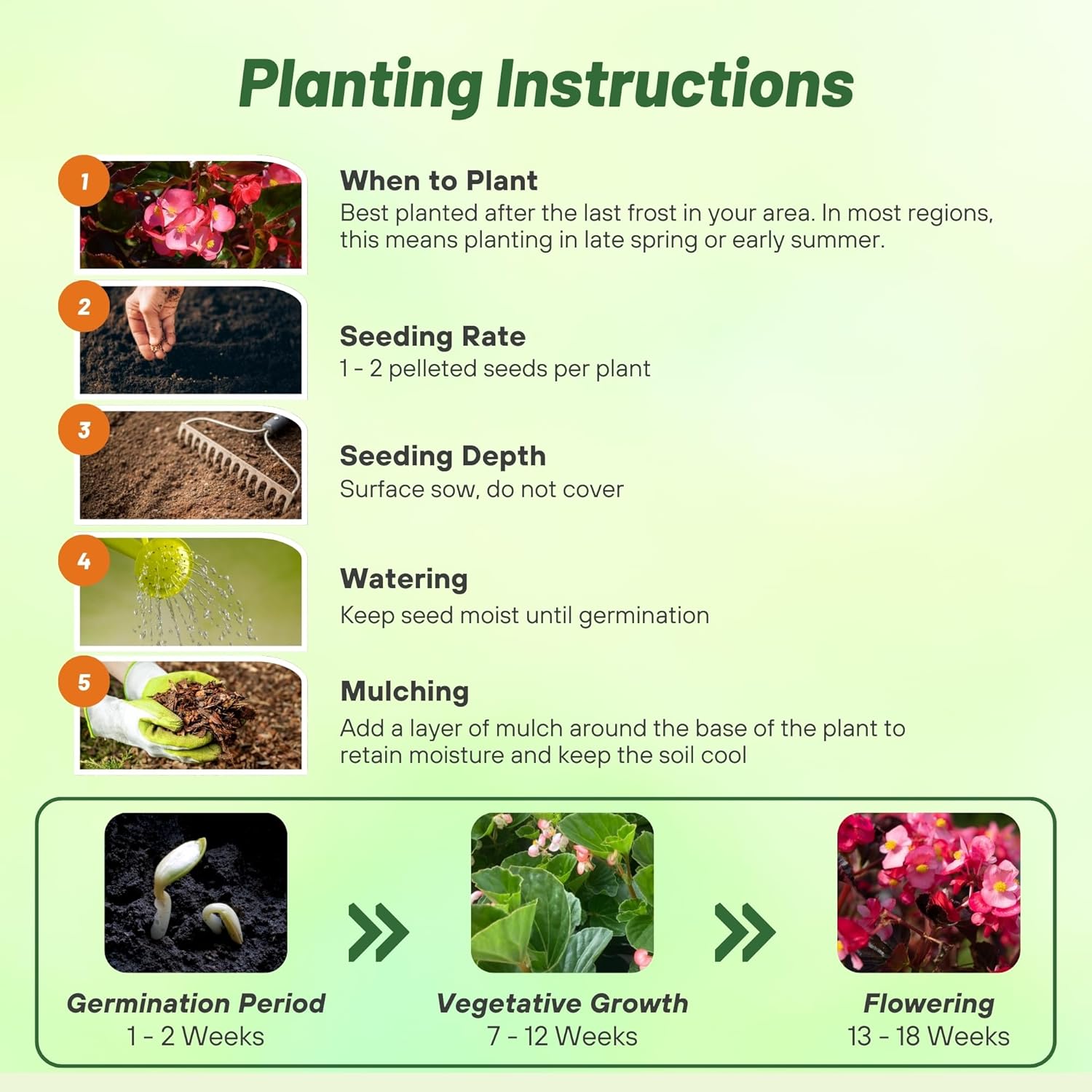 Begonia Megawatt Rose Bronze Planting Directions
