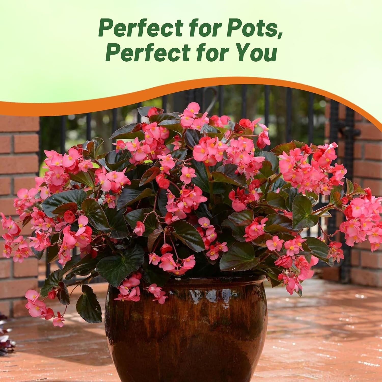 Begonia Megawatt Rose Bronze Container Plant