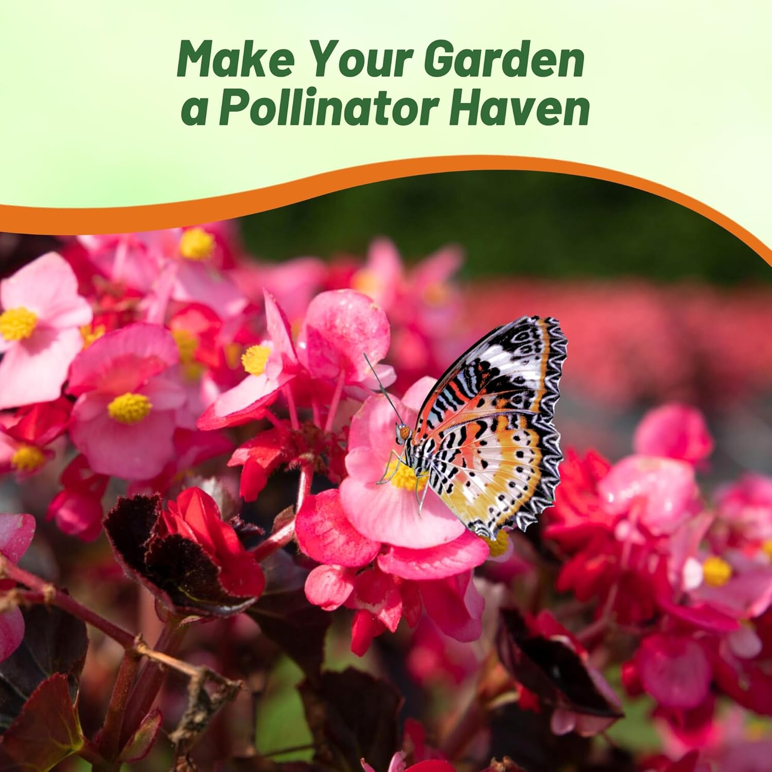 Begonia Megawatt Rose Bronze Attracting Pollinators