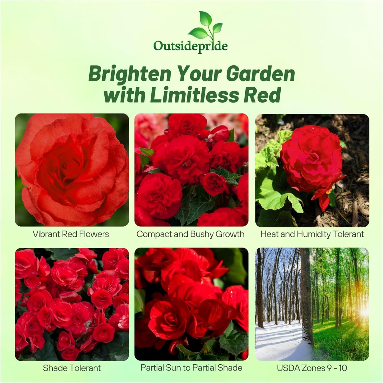 Begonia Limitless Dark Red Flowering Plant