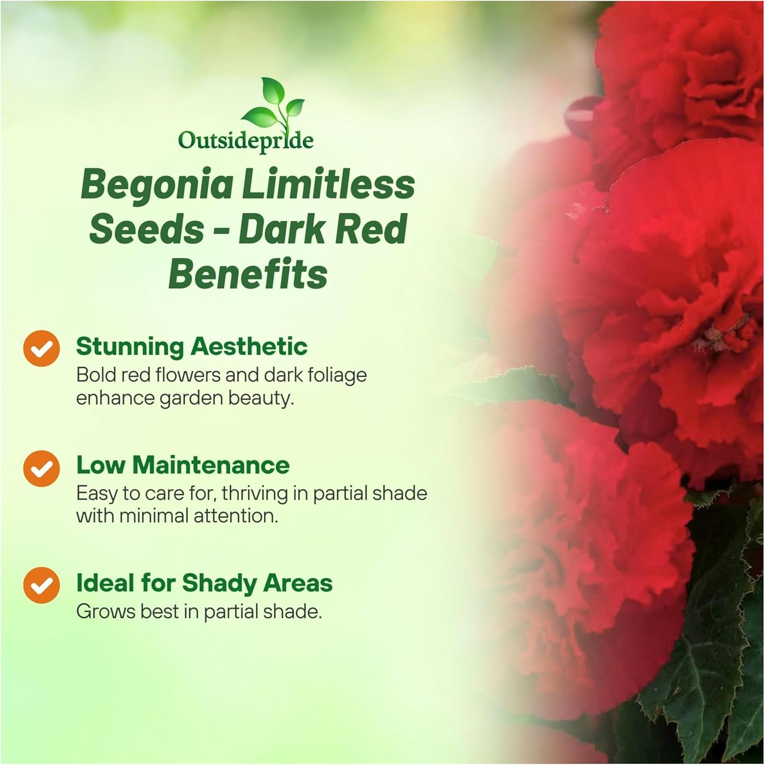 Begonia Limitless Dark Red Benefits