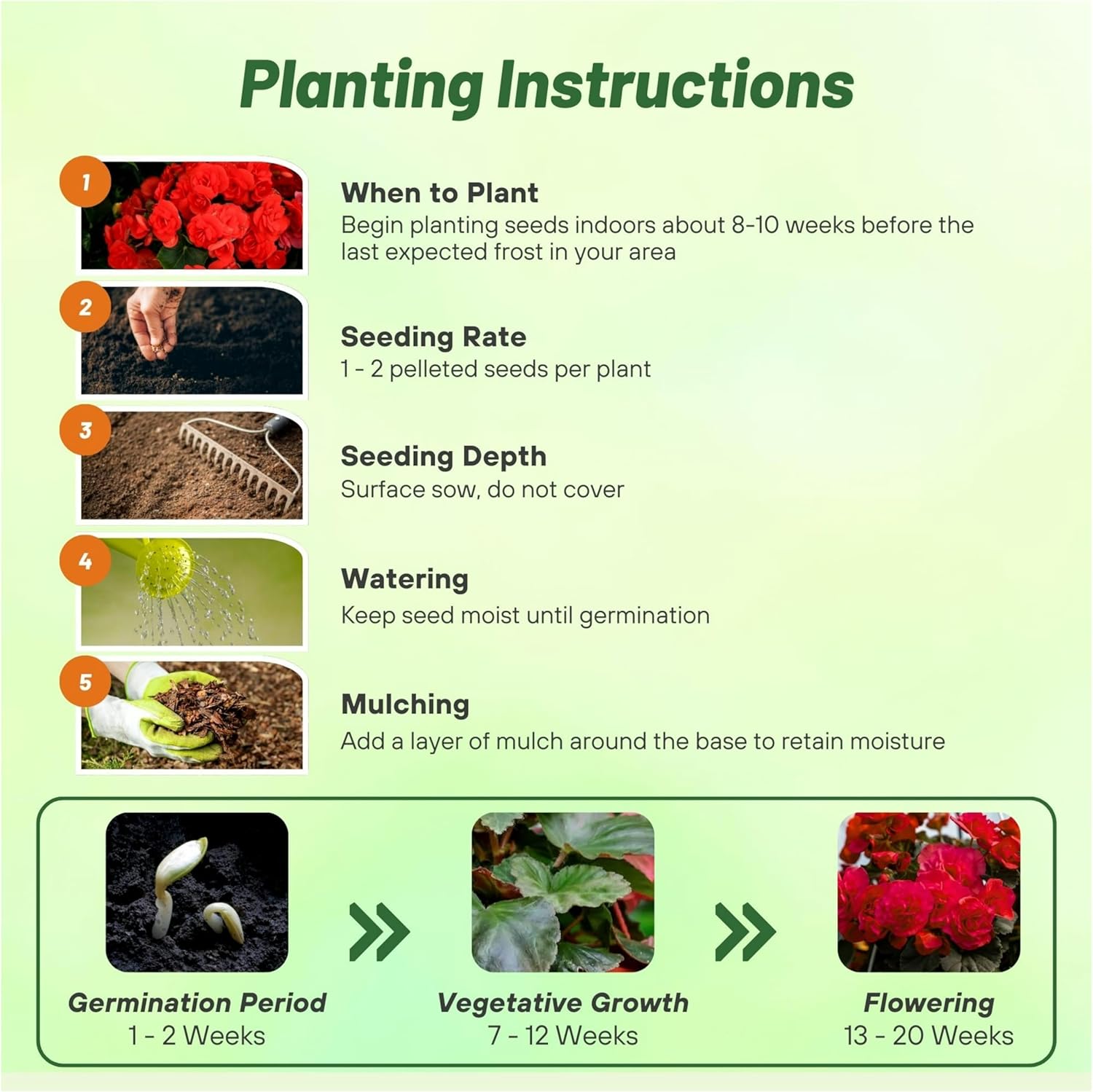 Begonia Limitless Dark Red Planting Directions