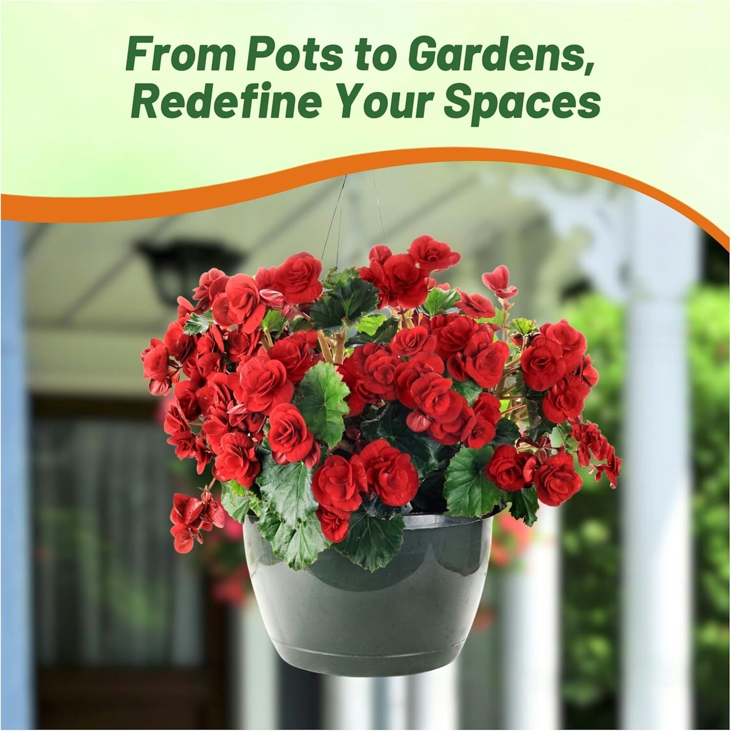 Begonia Limitless Dark Red Container Plant
