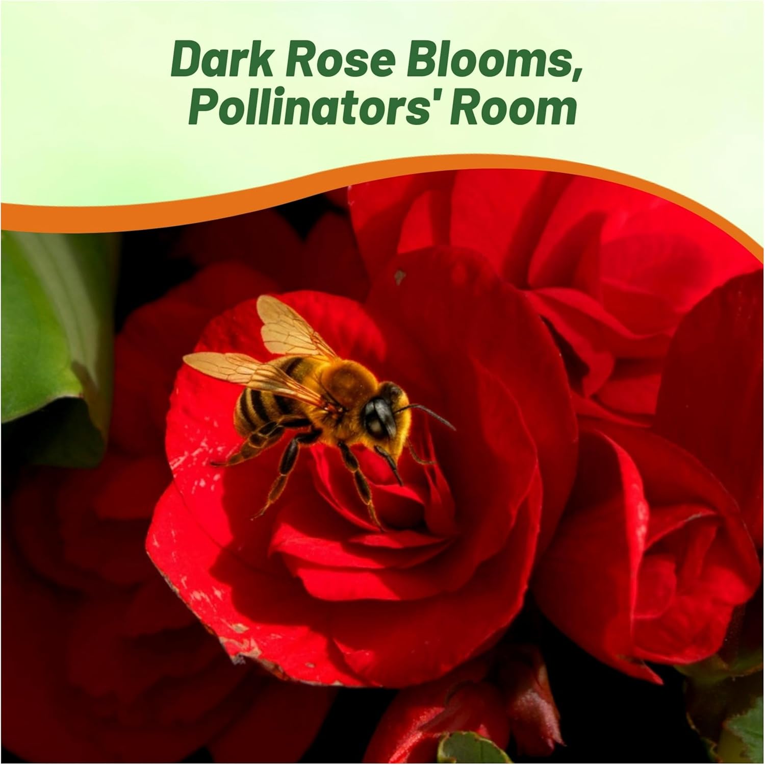 Begonia Limitless Dark Red Pollinator Plant