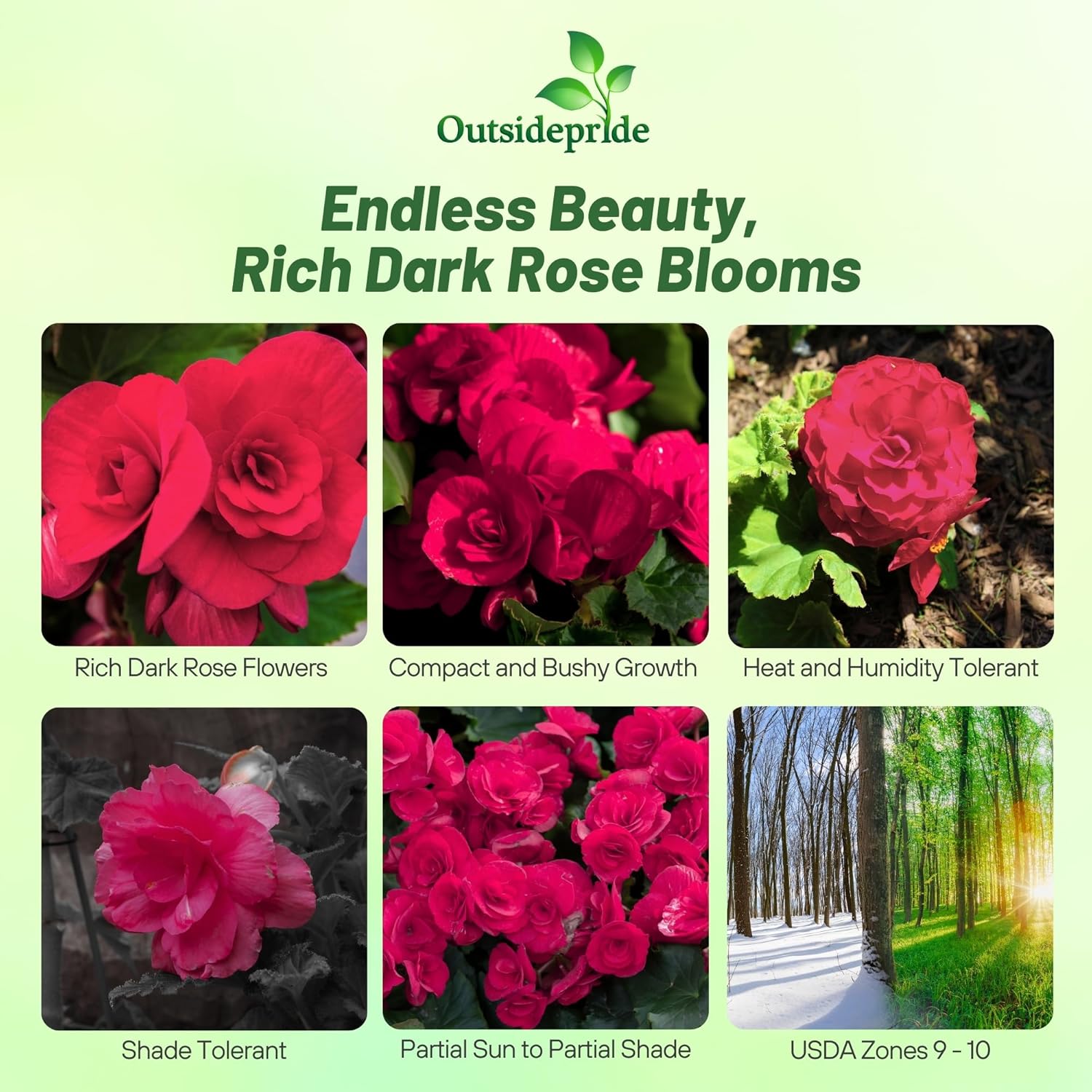 Begonia Limitless Dark Rose Flowering Plant