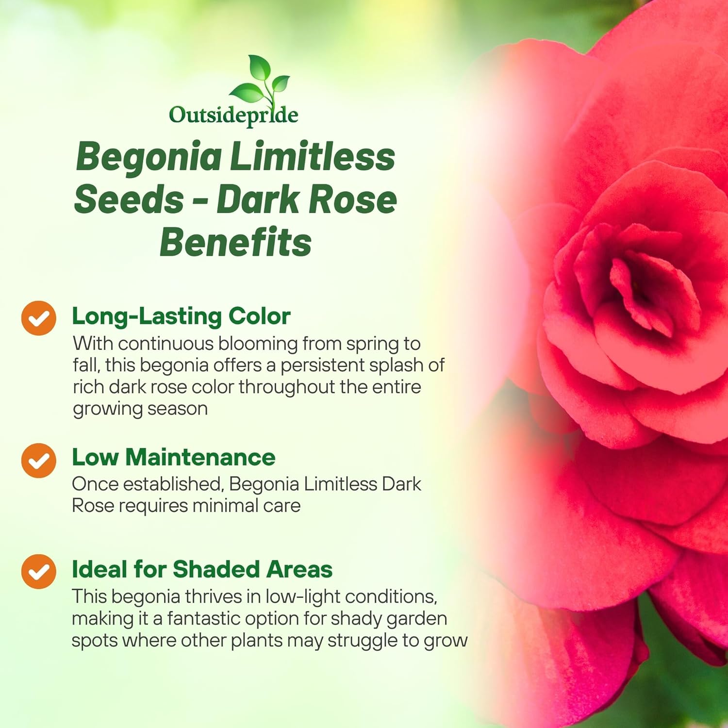 Begonia Limitless Dark Rose Benefits