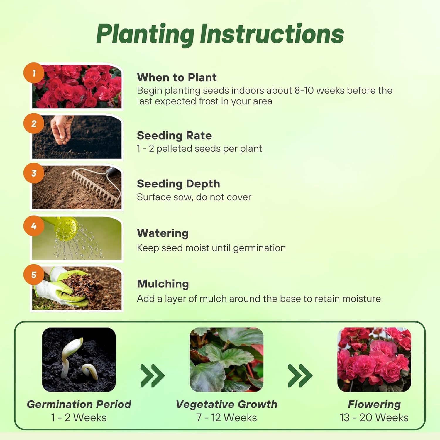 Begonia Limitless Dark Rose Planting Instructions