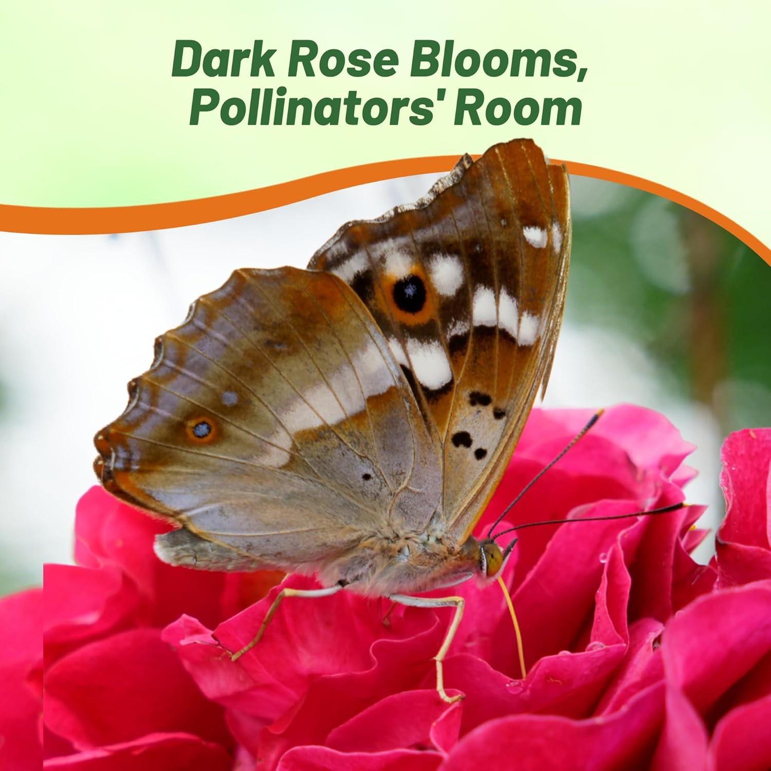 Begonia Limitless Dark Rose Pollinator