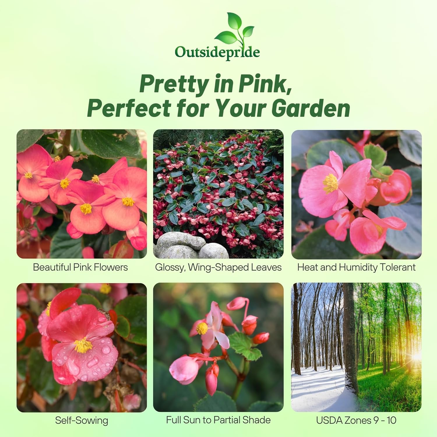 Begonia Pink Hanging Basket