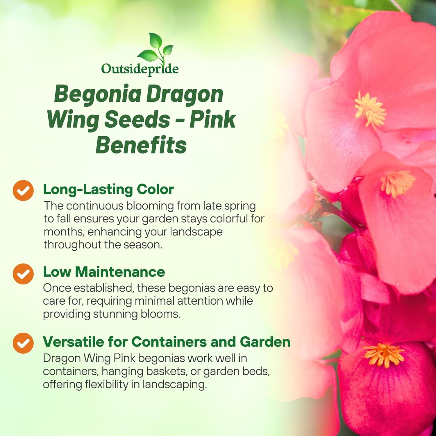 Begonia Pink Benefits