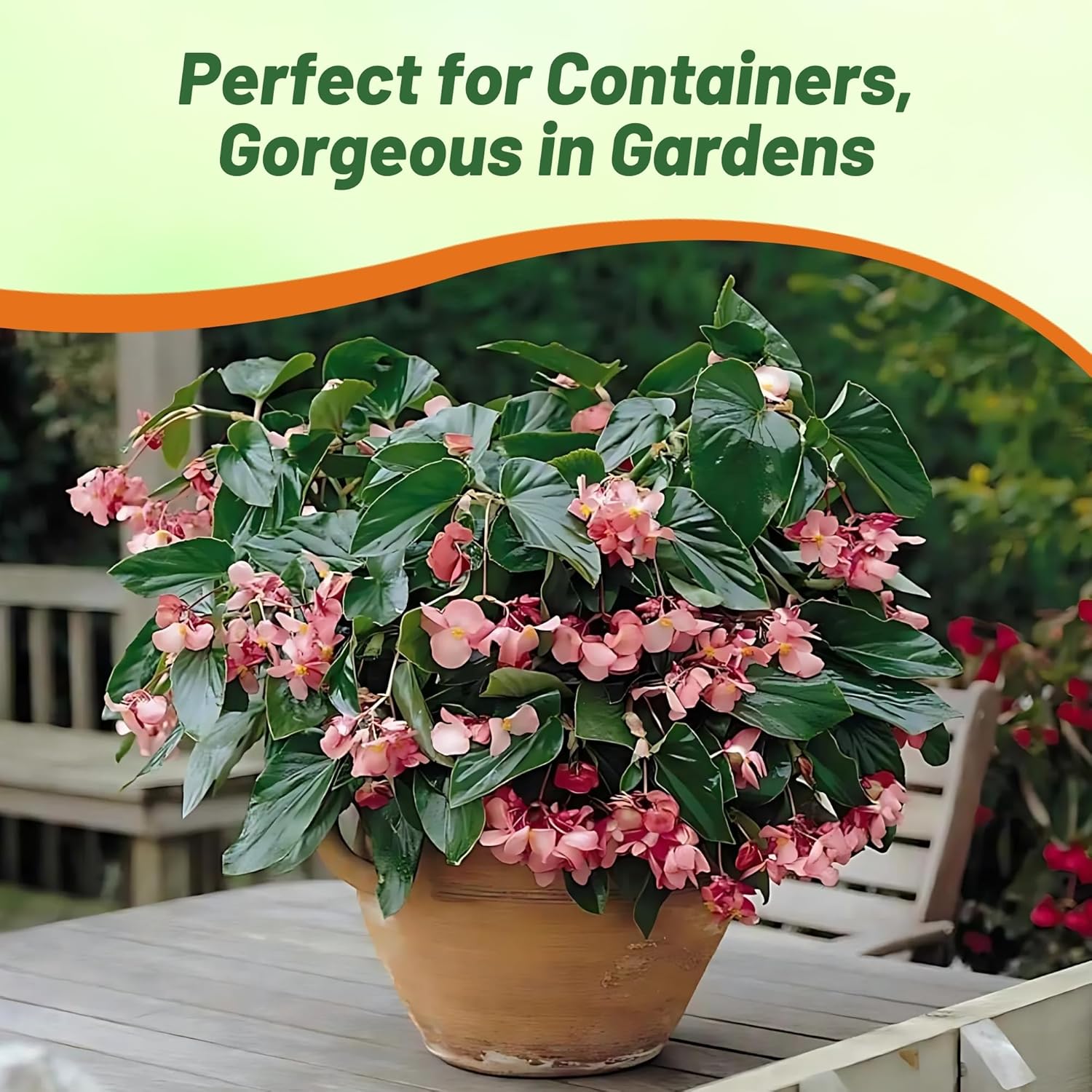 Begonia Pink Planting Directions
