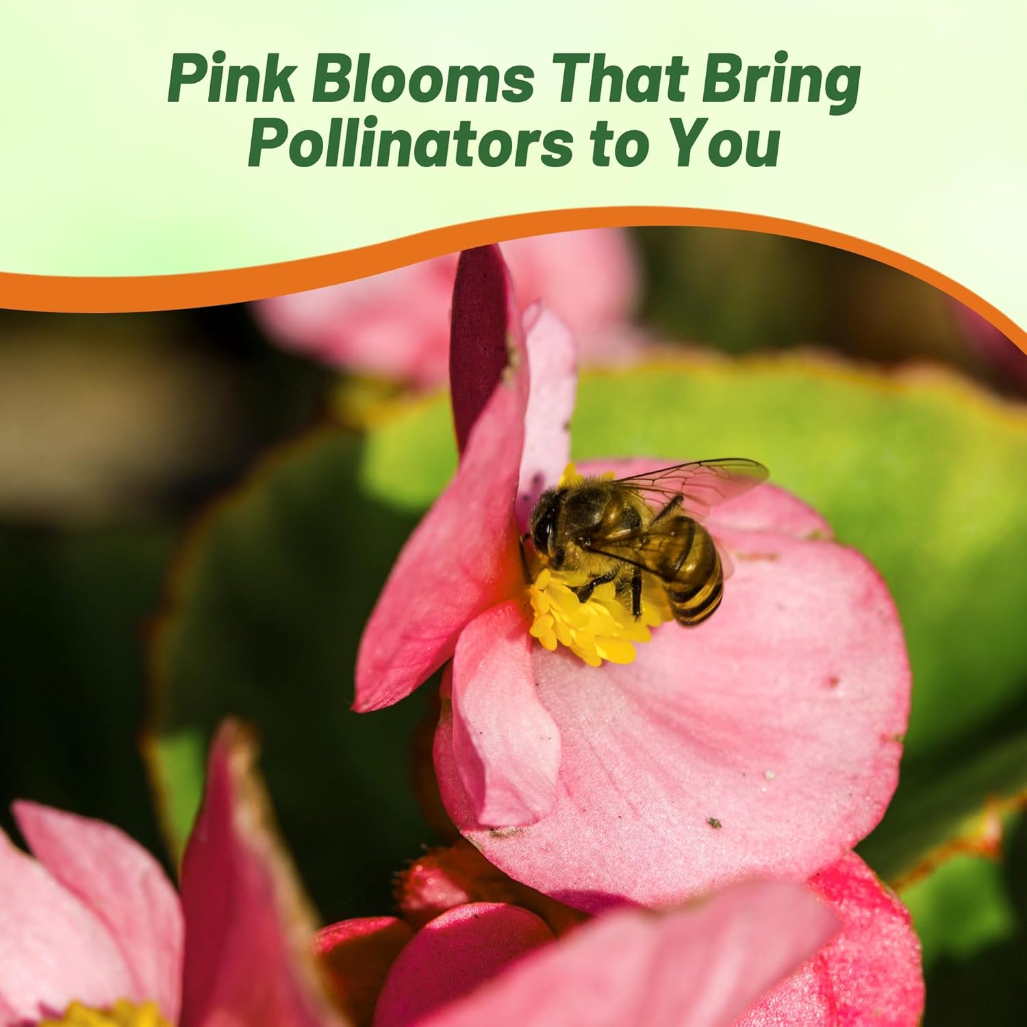Begonia Pink Pollining Bee On Plant