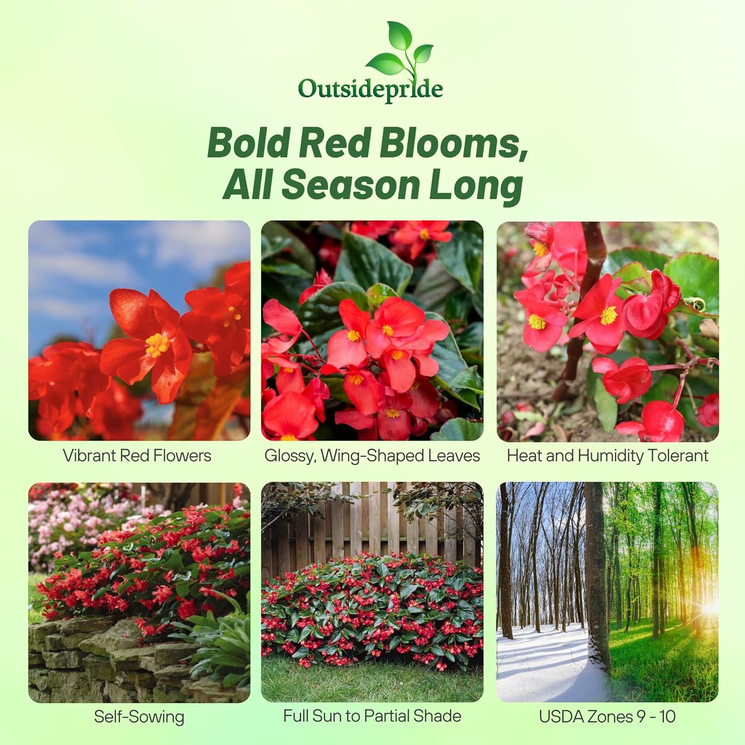 Begonia Red Pictures