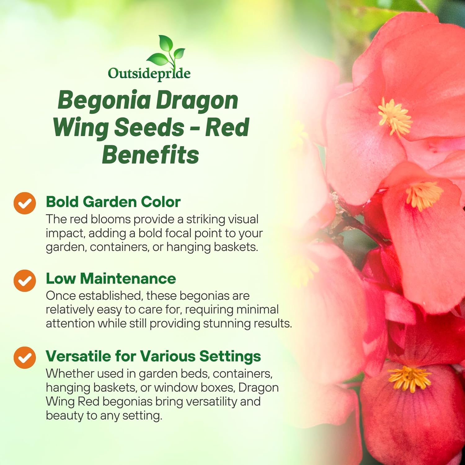 Begonia Red Plant Benefits