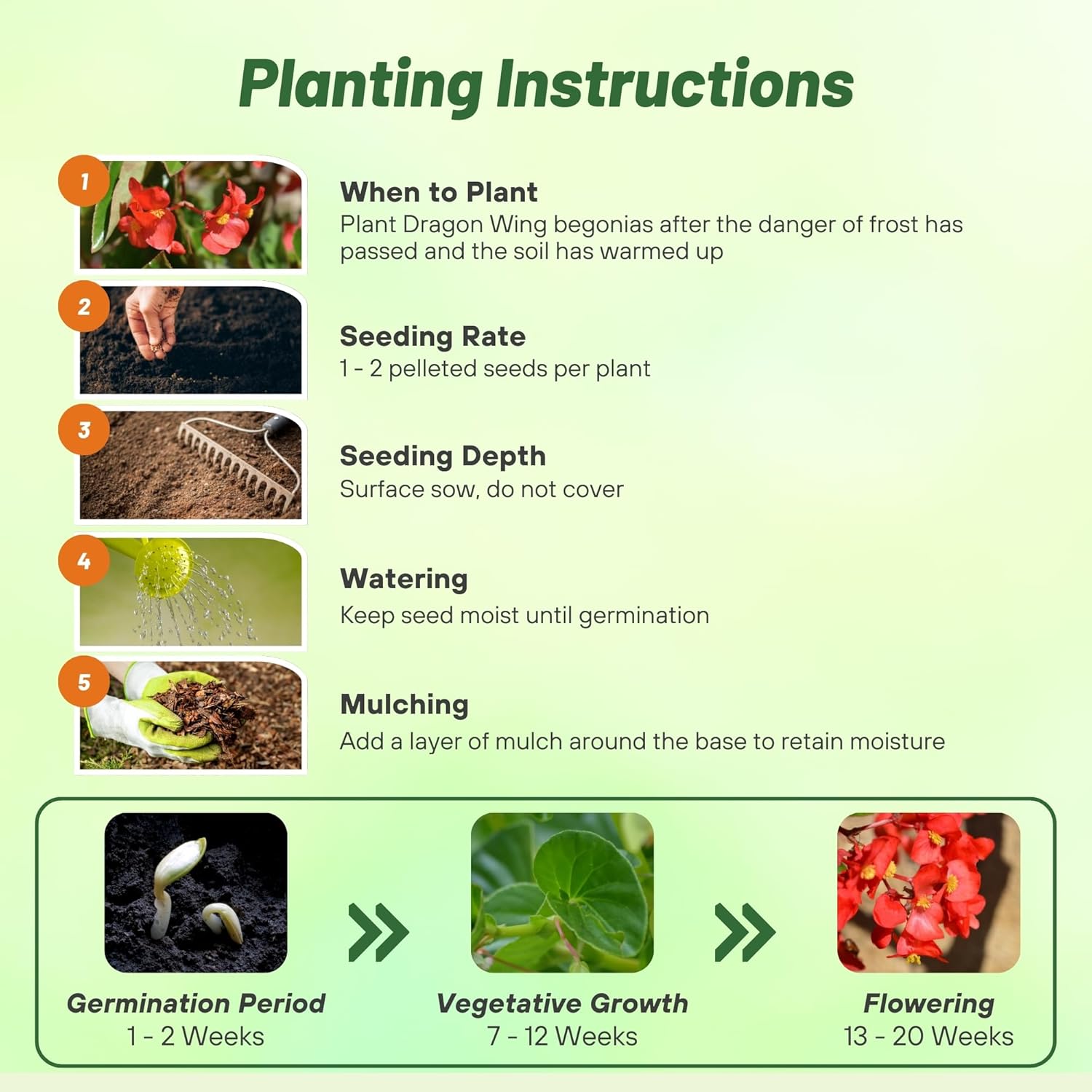 Begonia Red Planting Directions