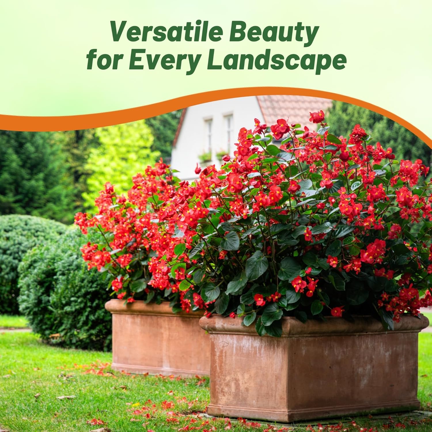 Begonia Red Container Plant