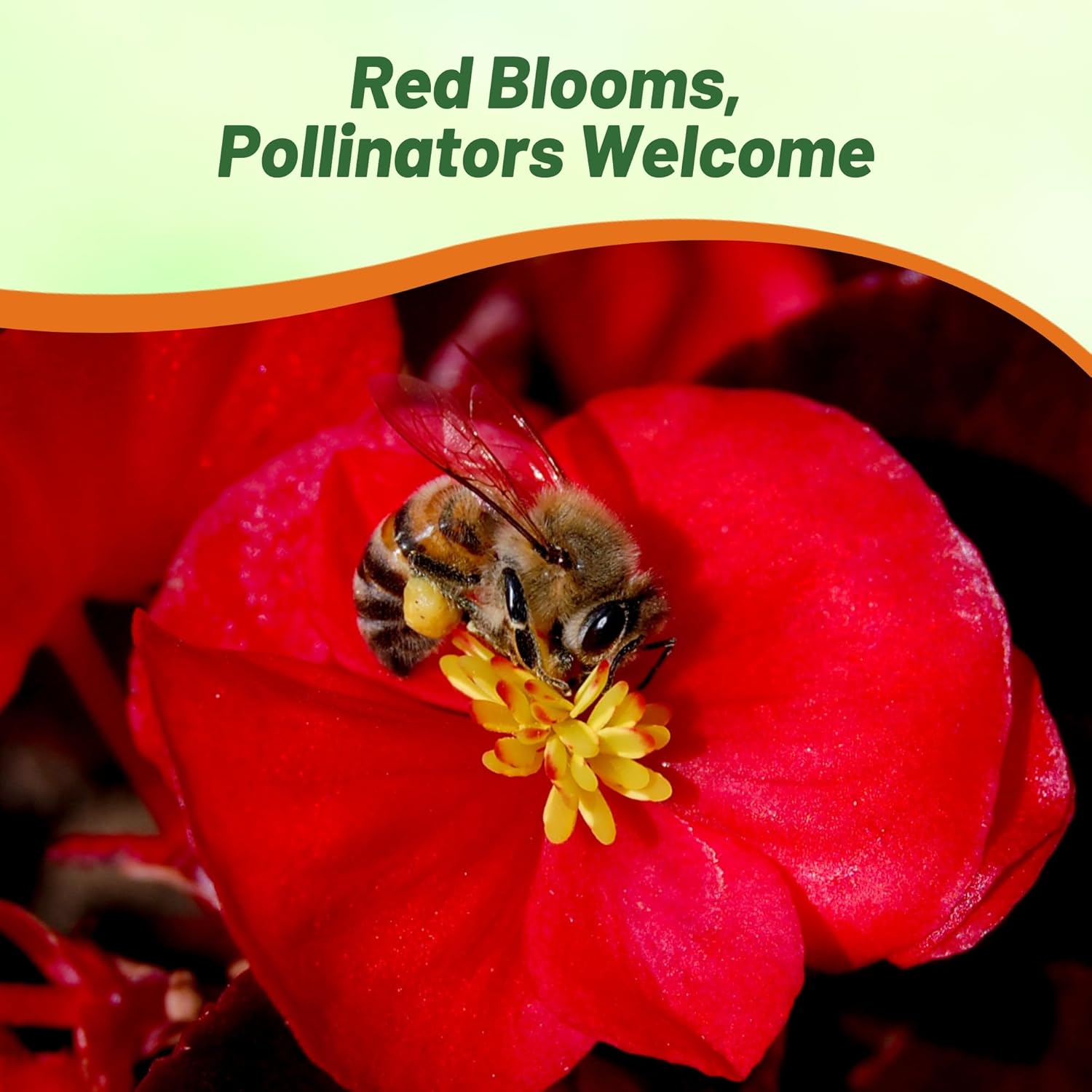 Pollinating Bee on Begonia Dragon Red