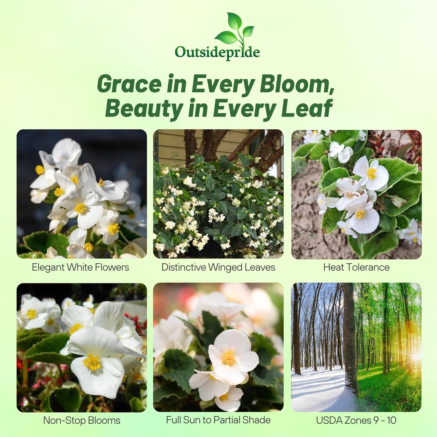 Begonia White Flowering Blooms