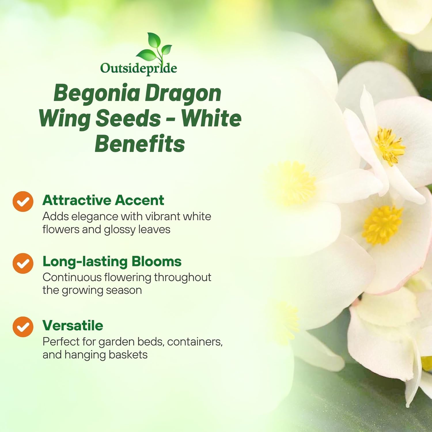 Begonia White Benefits