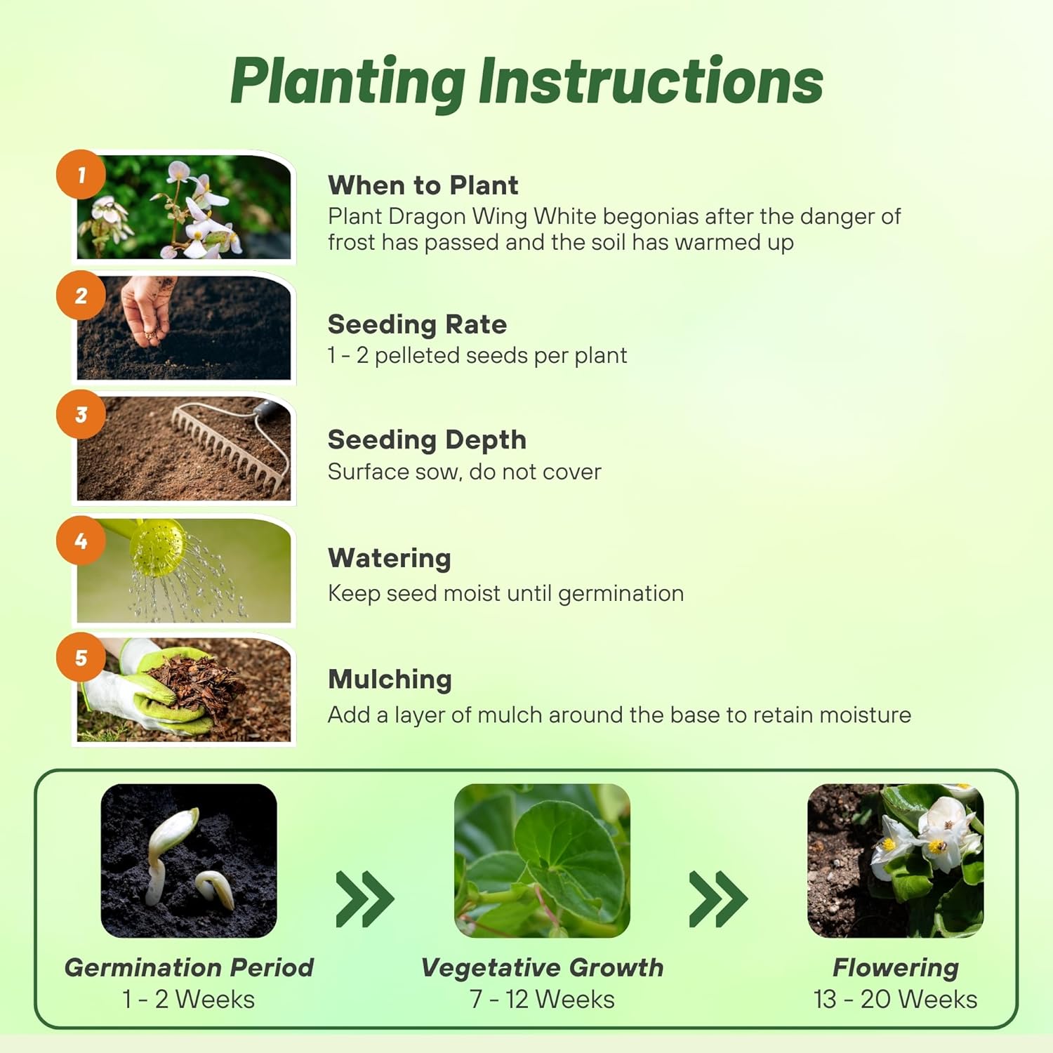 Begonia White Planting Directions