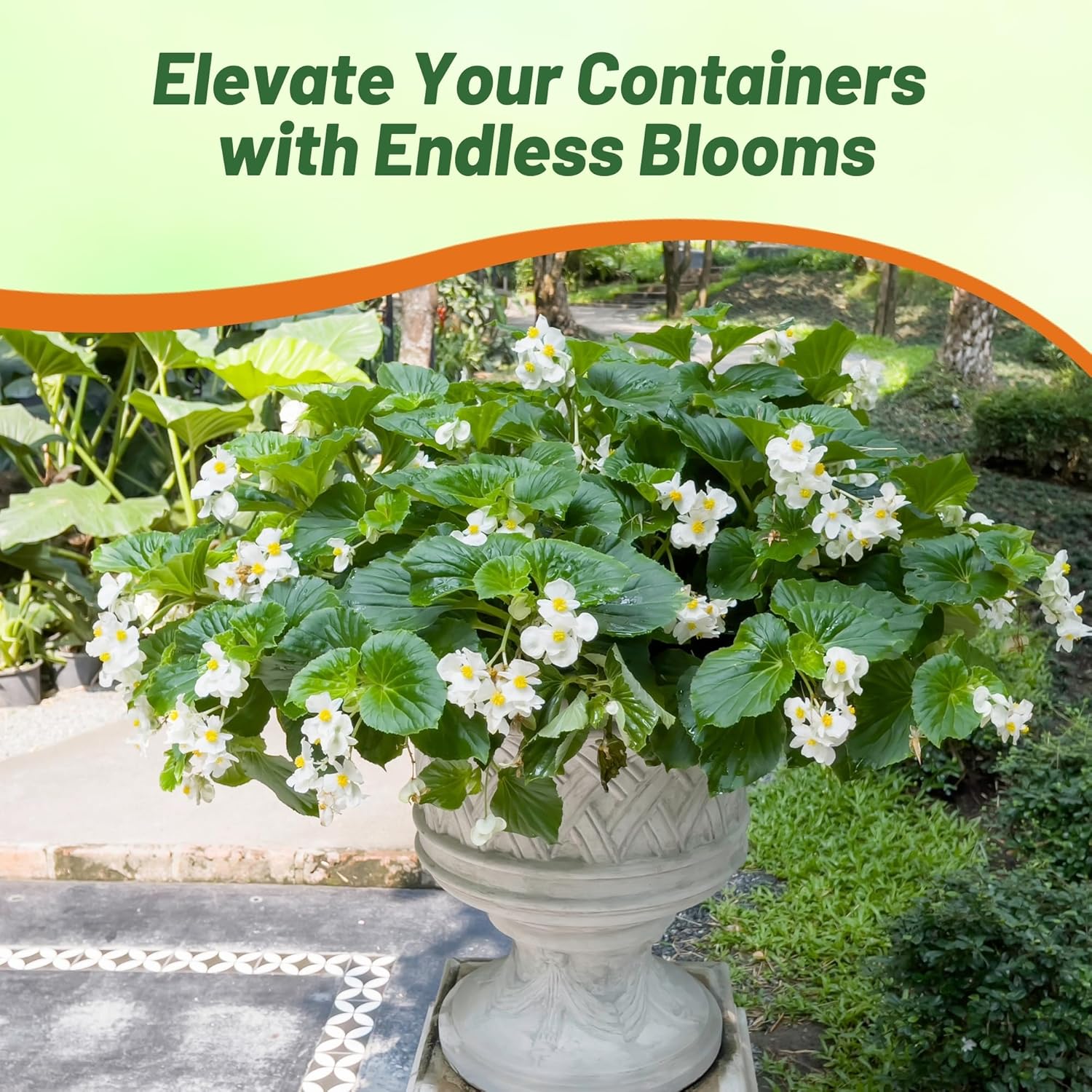 Begonia White Container Plant