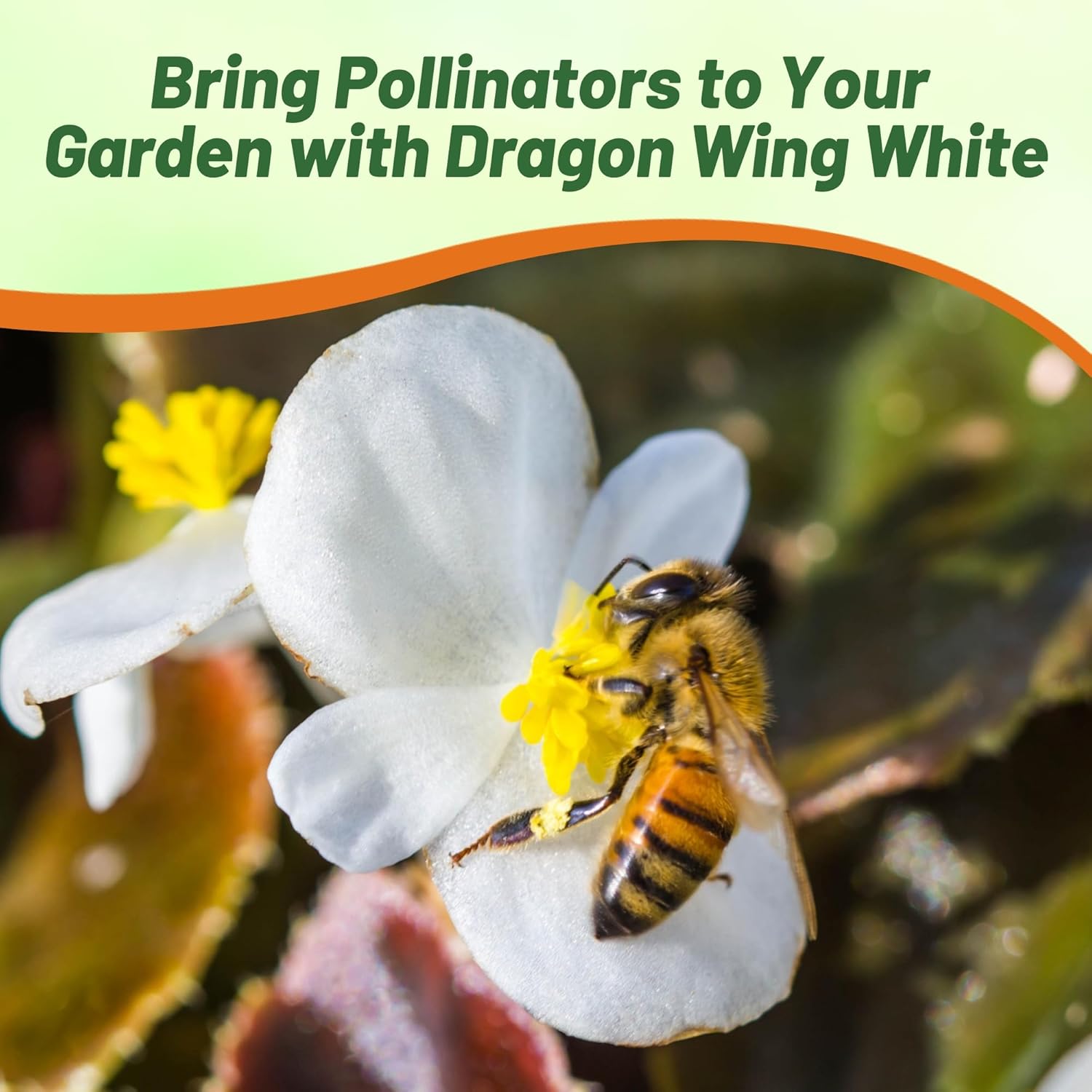 Begonia White Attracting Pollinators