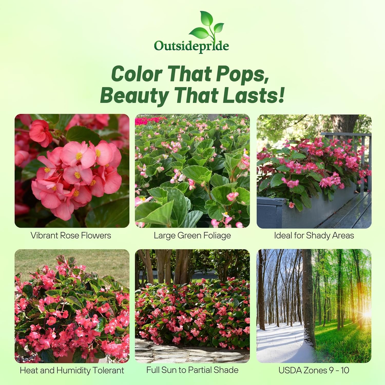 Begonia Megawatt Rose Green In Bloom