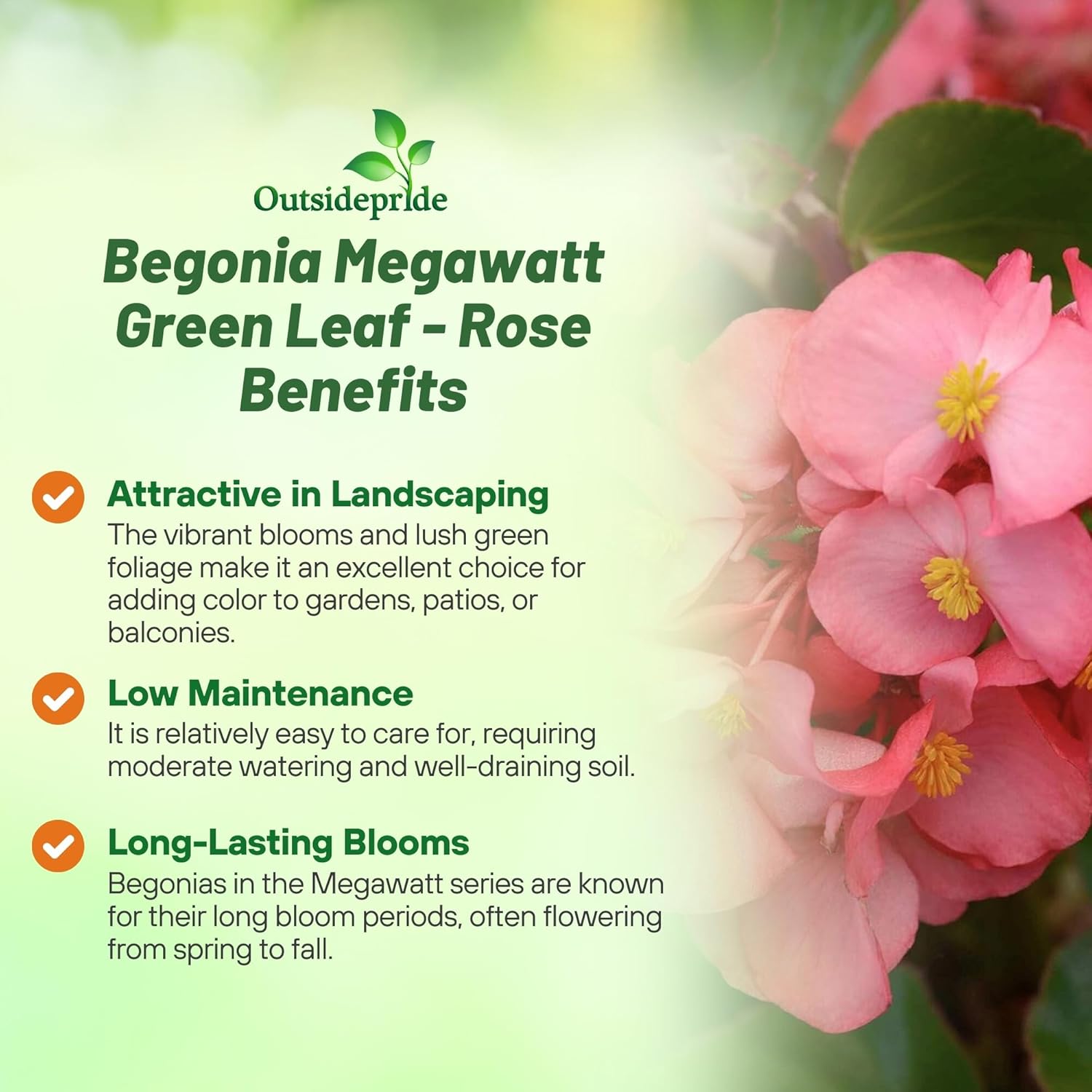 Begonia Megawatt Rose Green Benefits