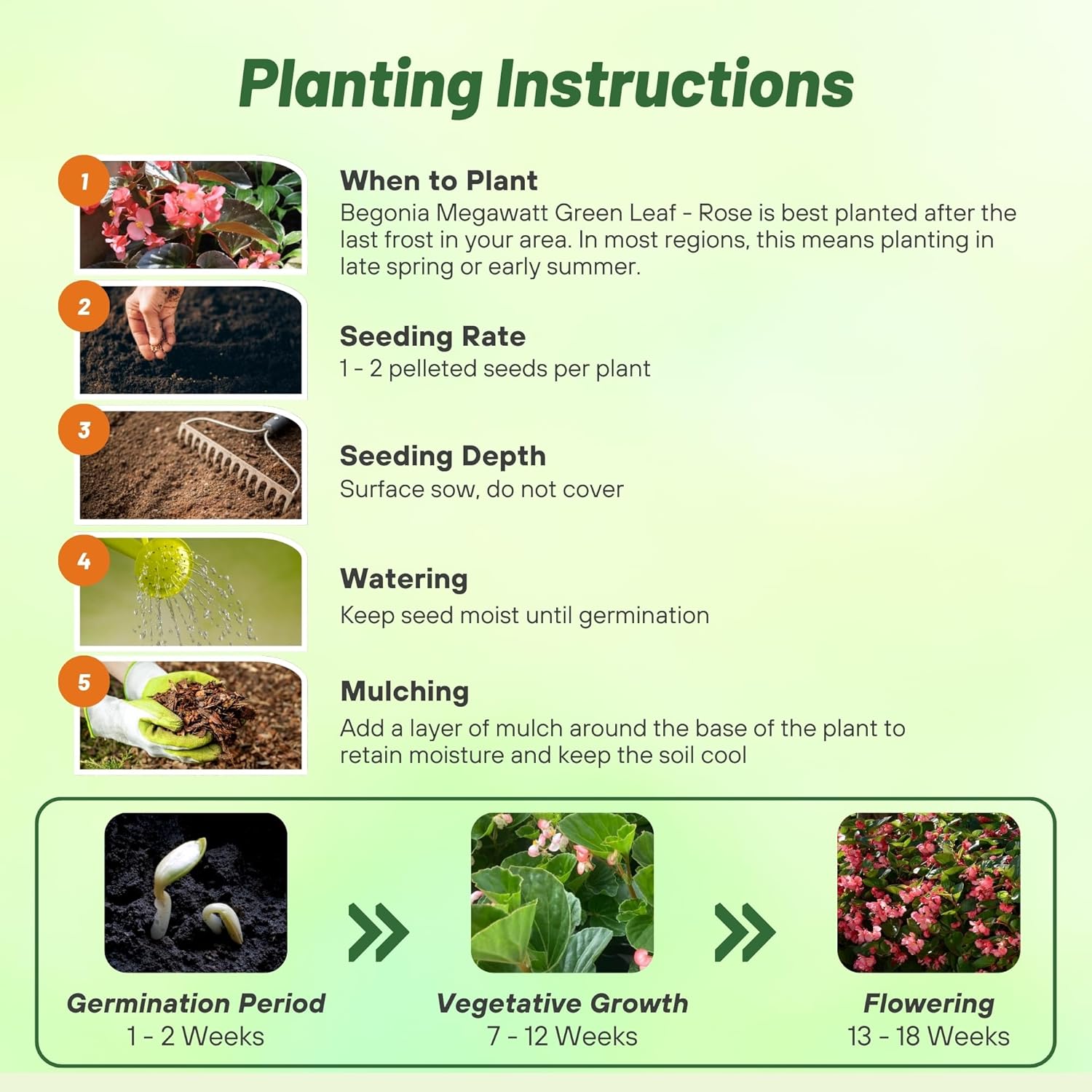 Begonia Megawatt Rose Green Planting Instructions