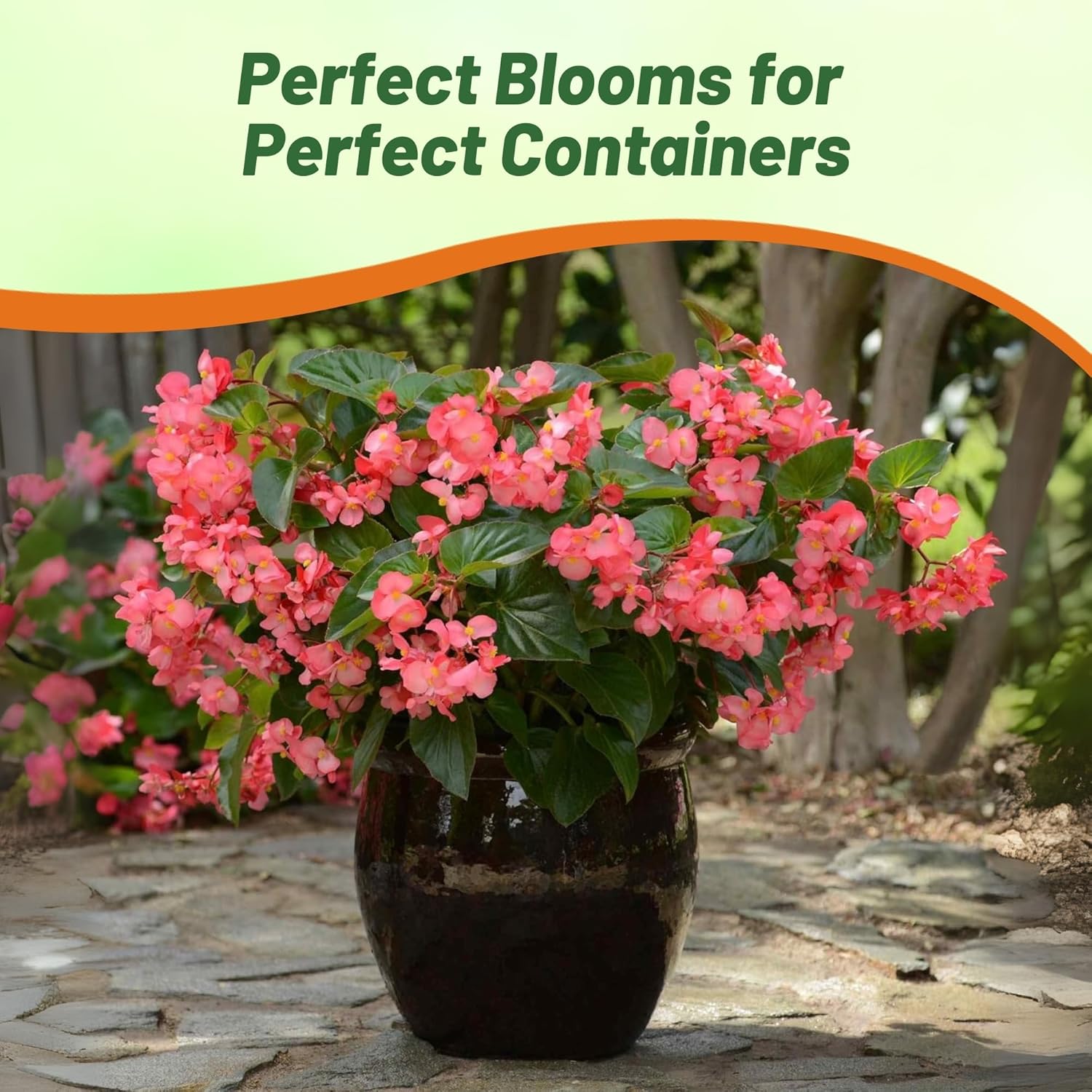 Begonia Megawatt Rose Green Container Plant