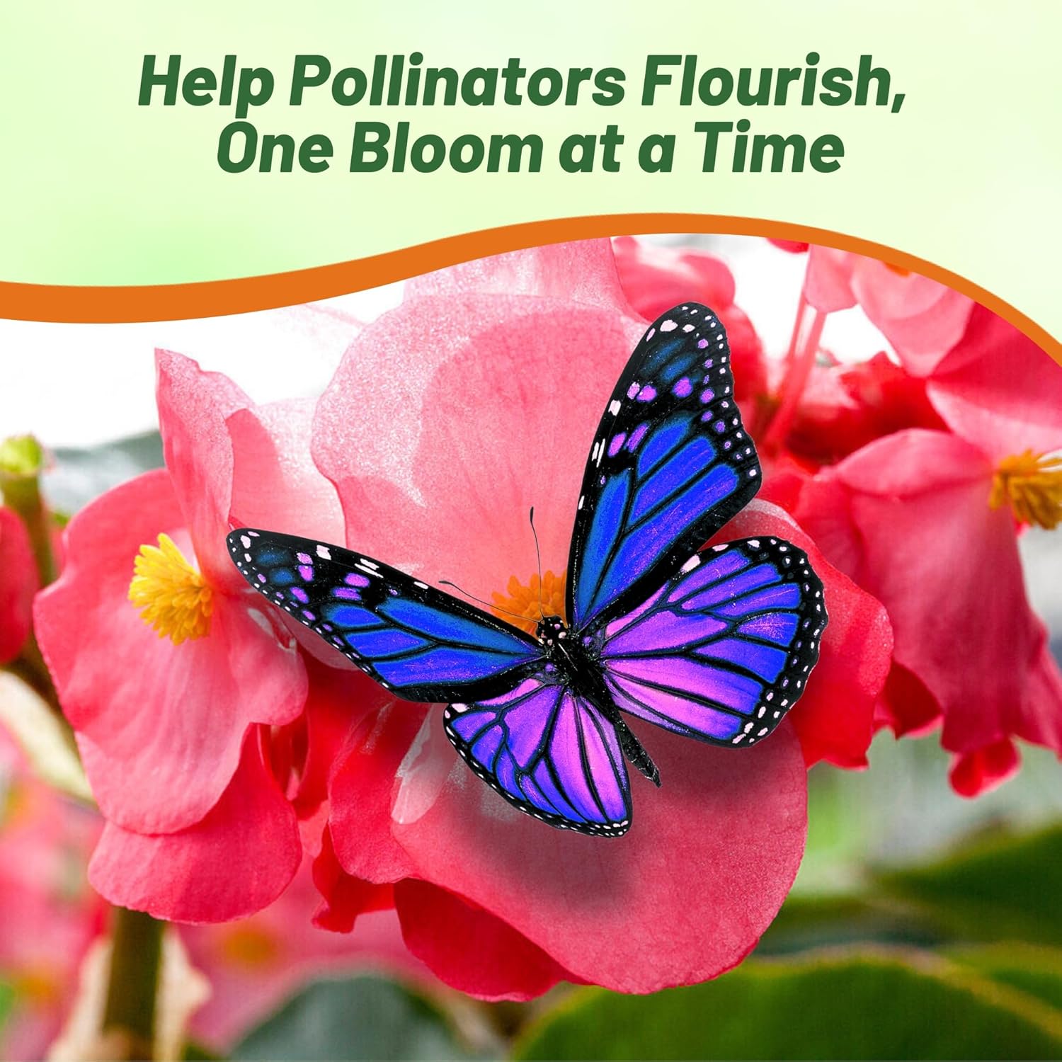 Begonia Megawatt Rose Green Attracting Pollinators