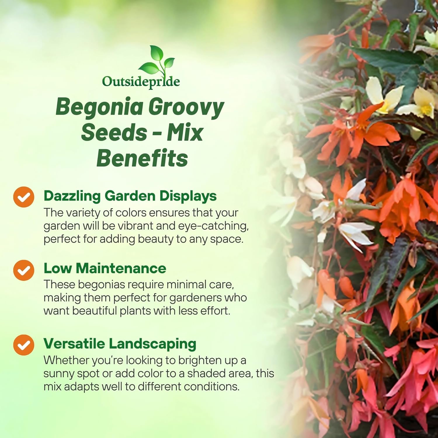 Begonia Groovy Mix Benefits