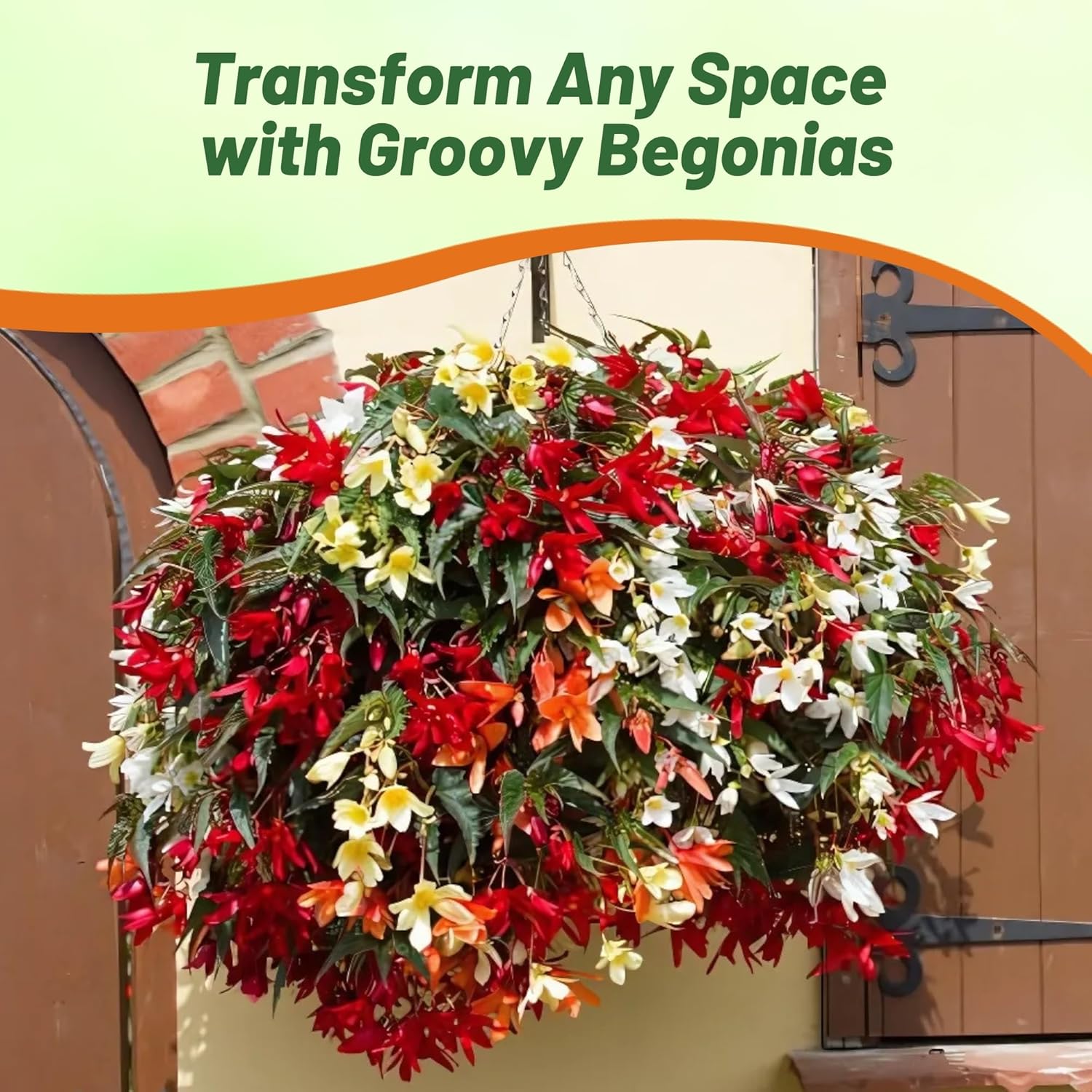 Begonia Groovy Container Plant Mix