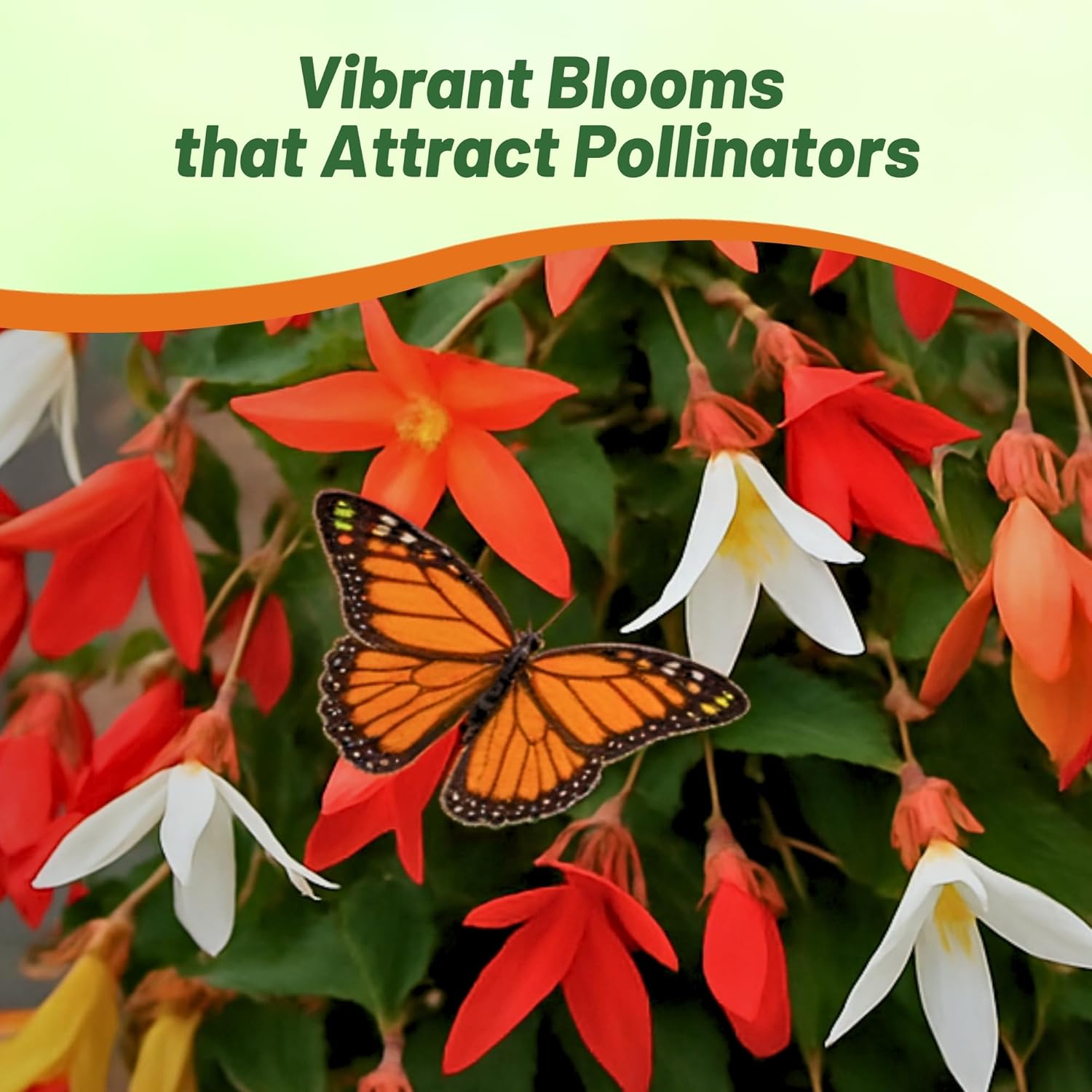 Begonia Groovy Pollinator Mix
