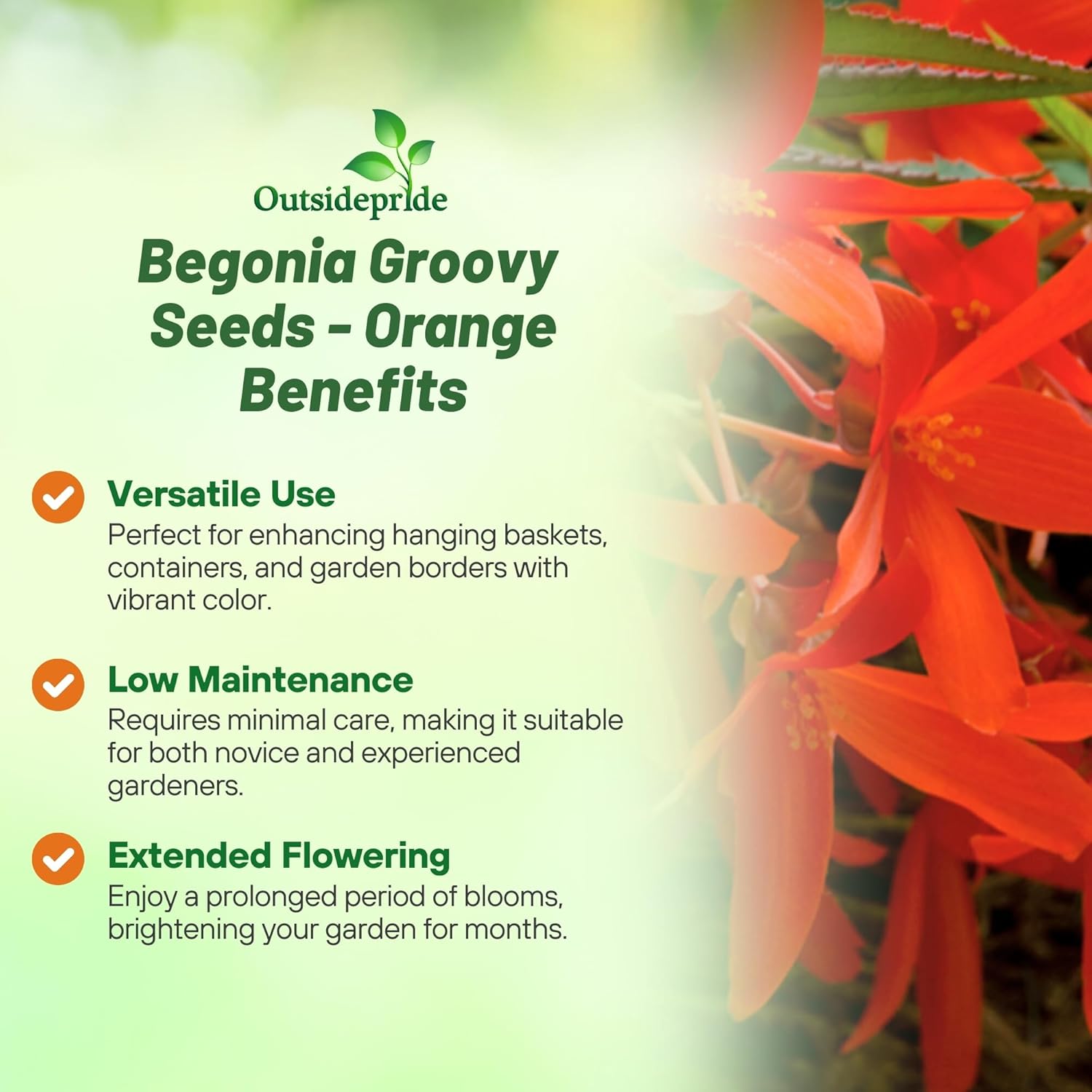 Begonia Groovy Orange Benefits