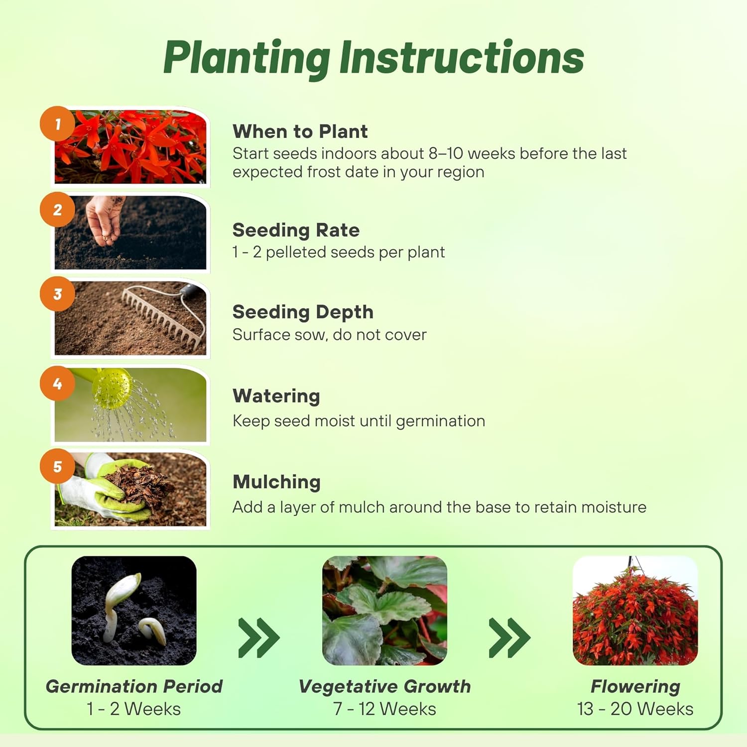 Begonia Groovy Orange Planting Directions