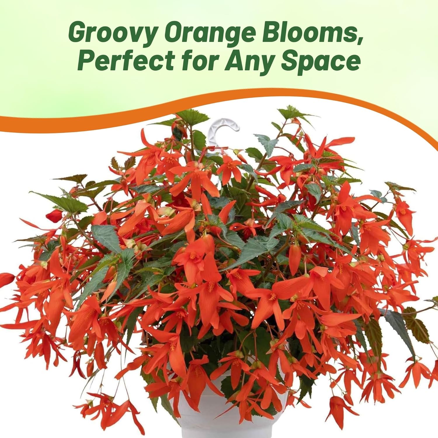 Begonia Groovy Orange Container Plant